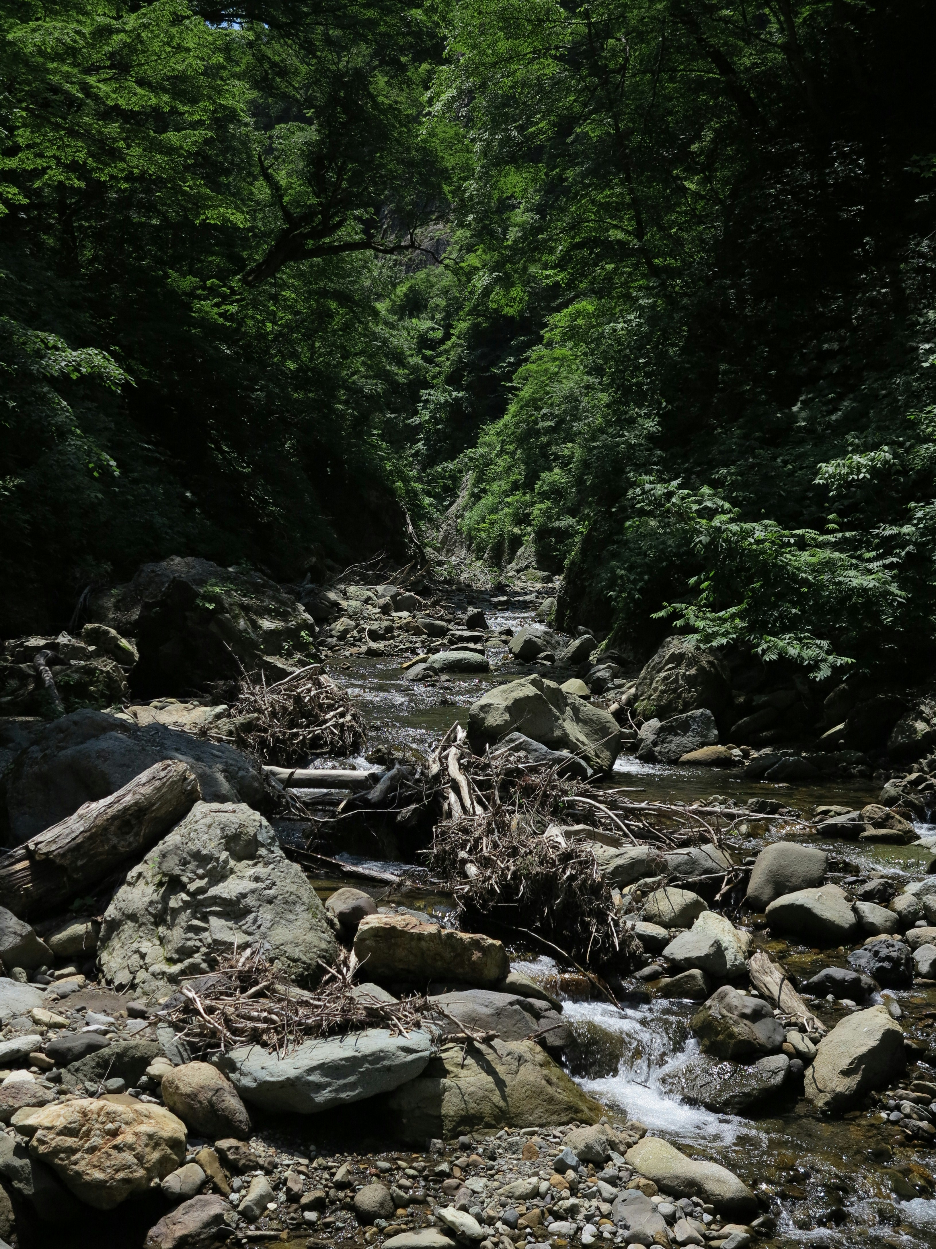 sungai kecil berbatu di hutan hijau
