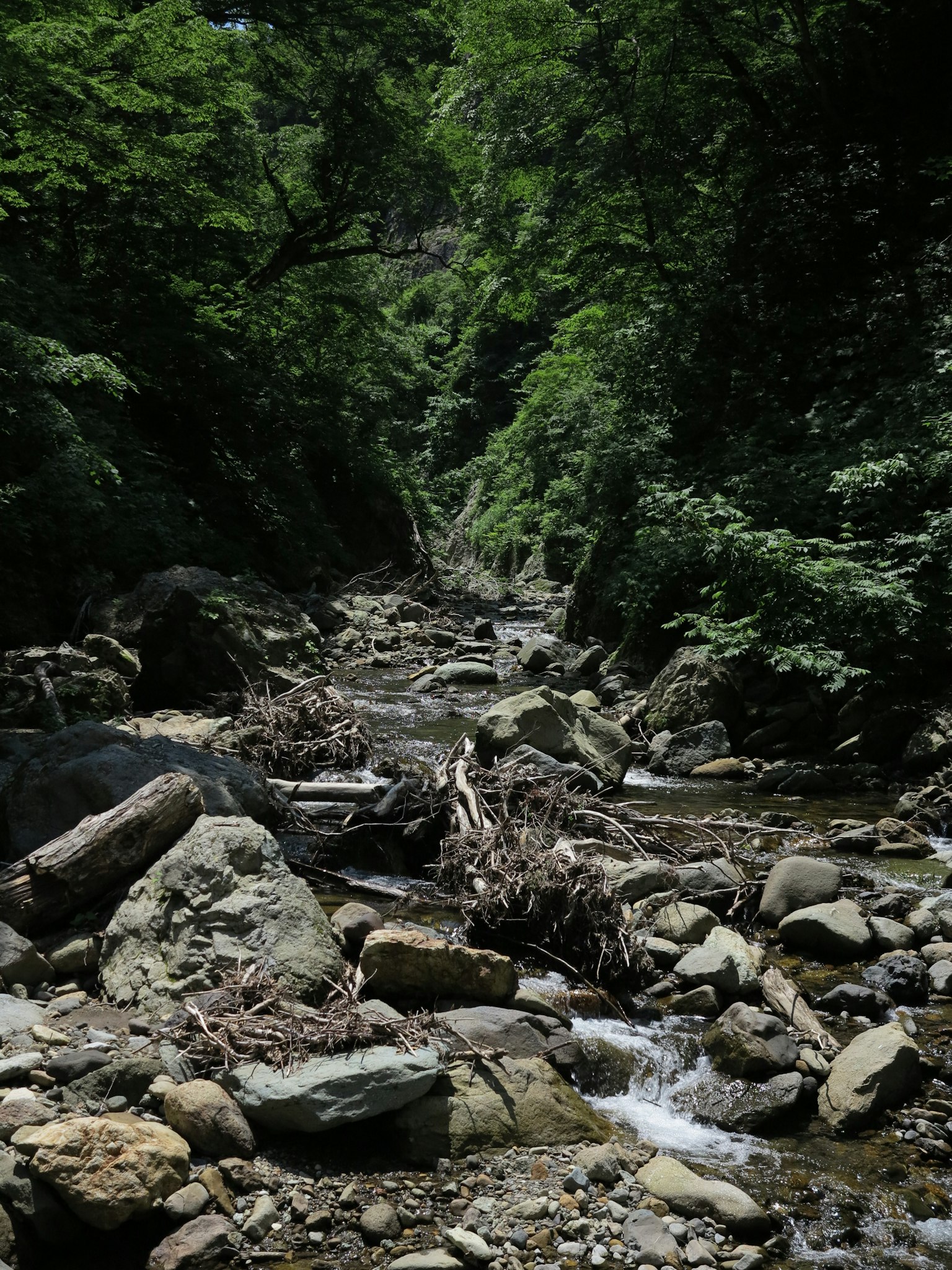 Vista escénica de un arroyo rodeado de vegetación con rocas y madera flotante