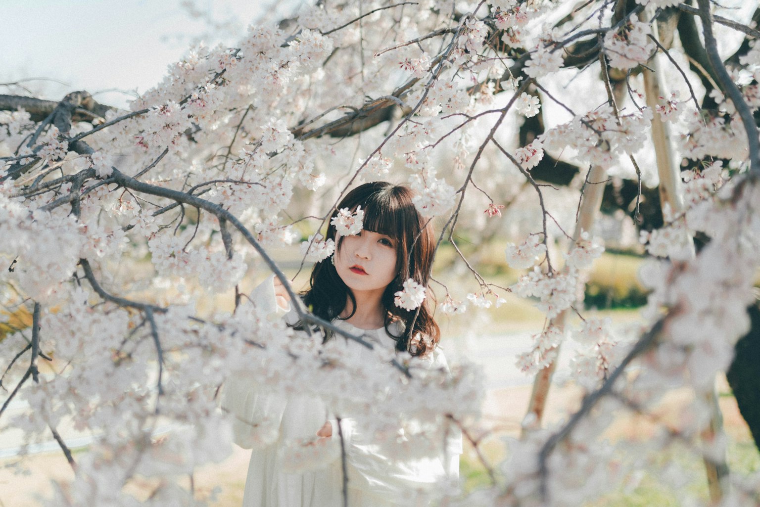 一個穿著白色裙子的女孩站在櫻花樹下，面帶溫柔的表情