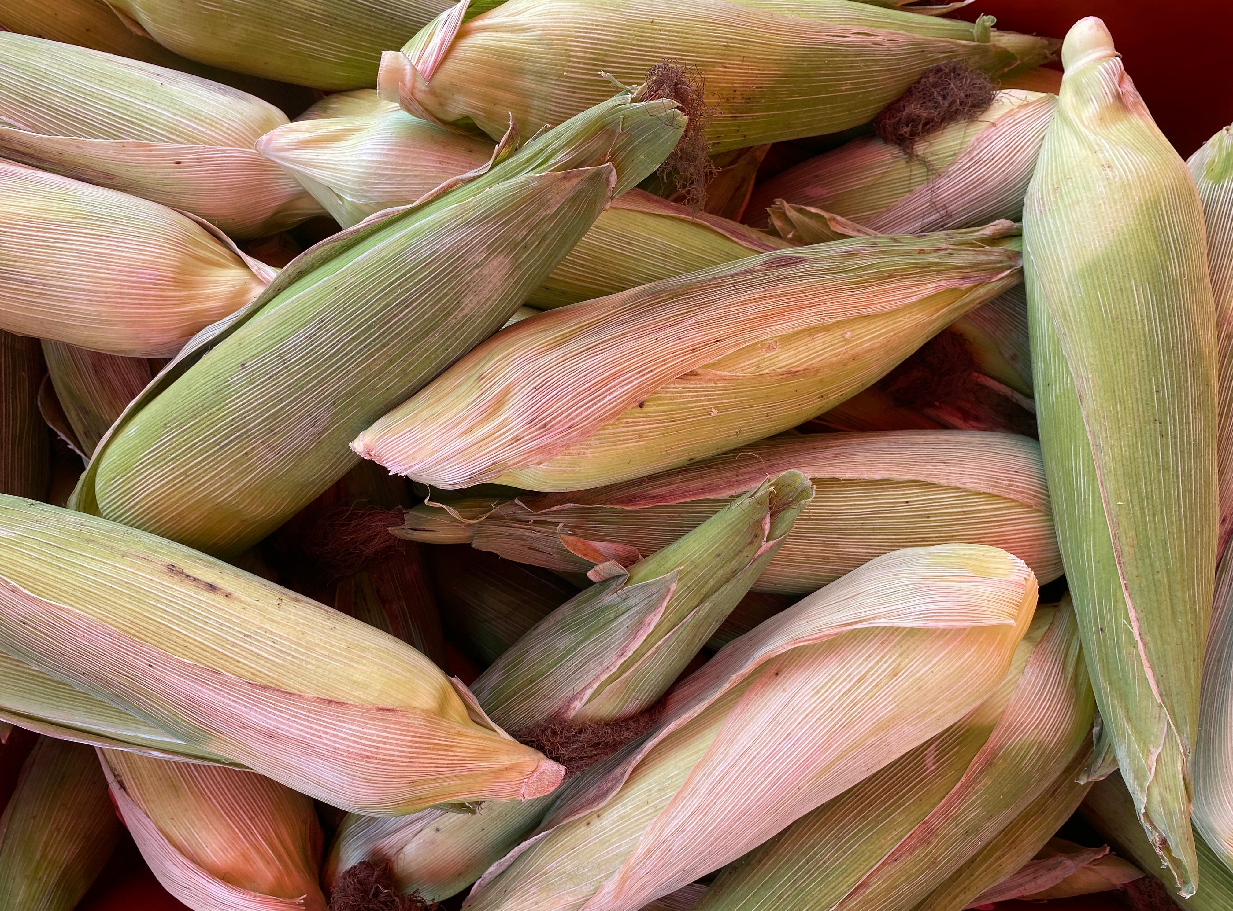 ピンクと緑のトウモロコシの穂が重なった野菜の山