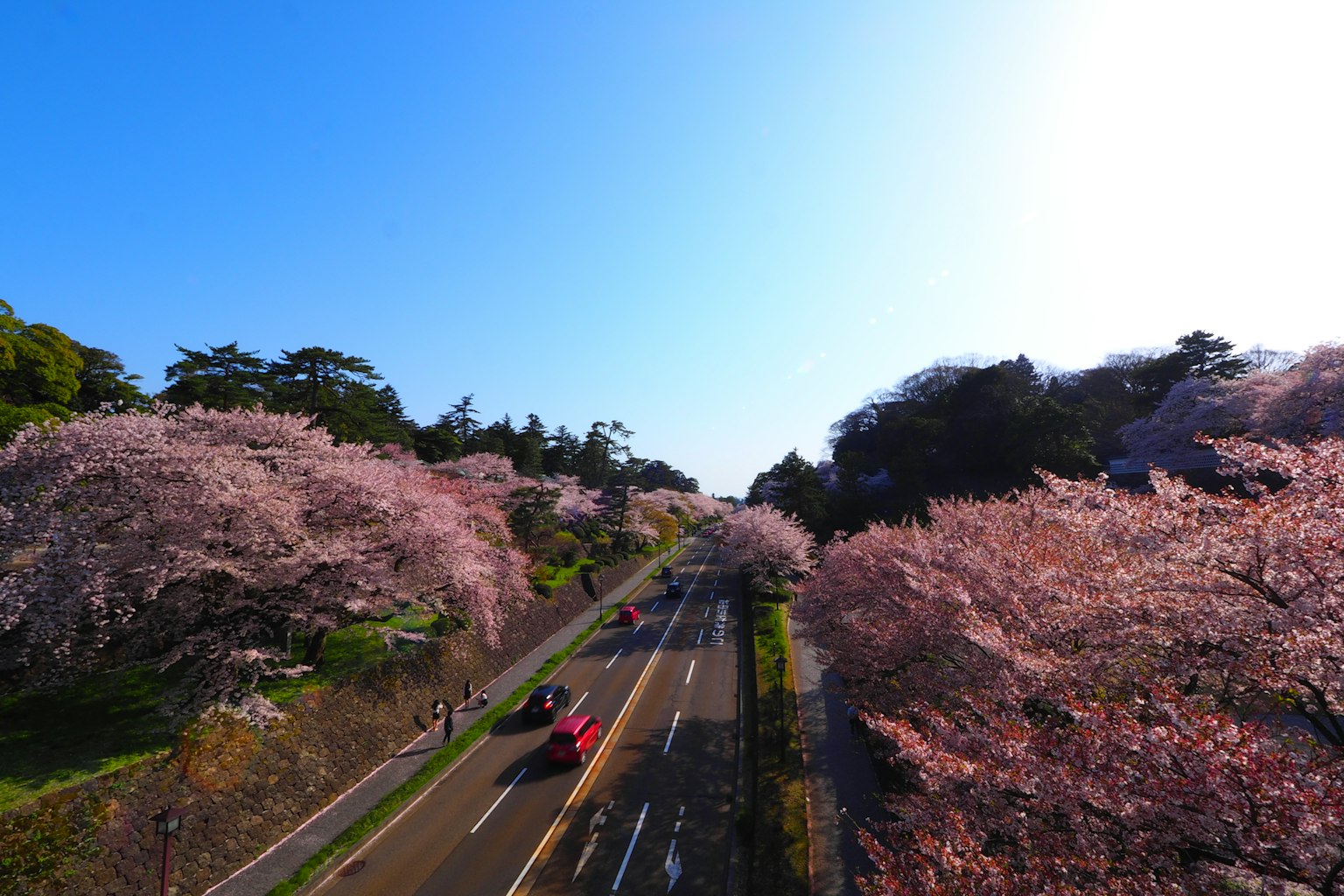 在晴朗蓝天下樱花树环绕的道路