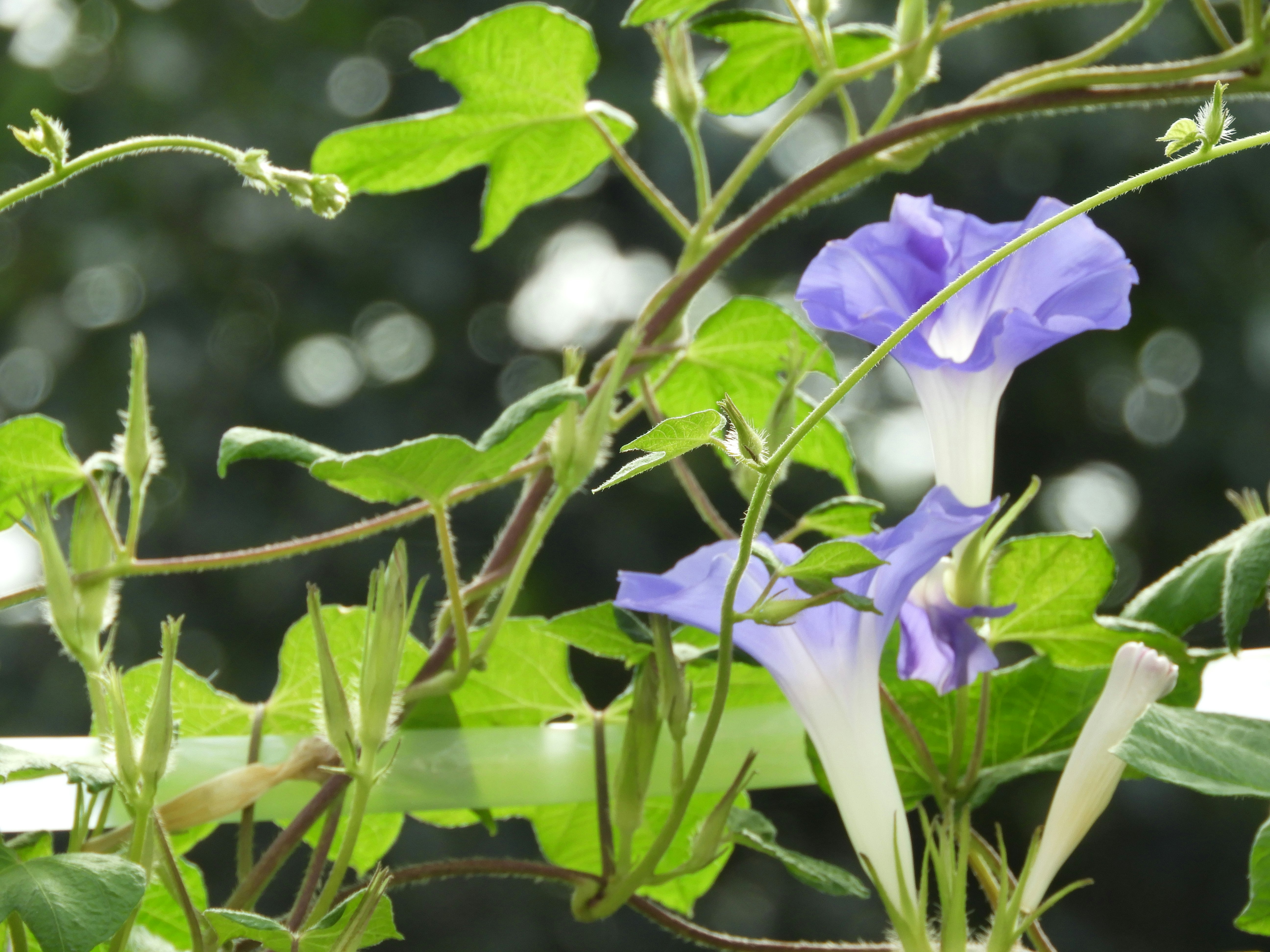 朝顔のつると青紫の花が咲く庭の鉢植え