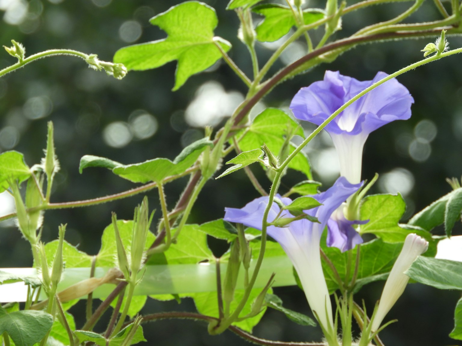 Nahaufnahme einer schönen Pflanze mit lila Blüten und grünen Blättern