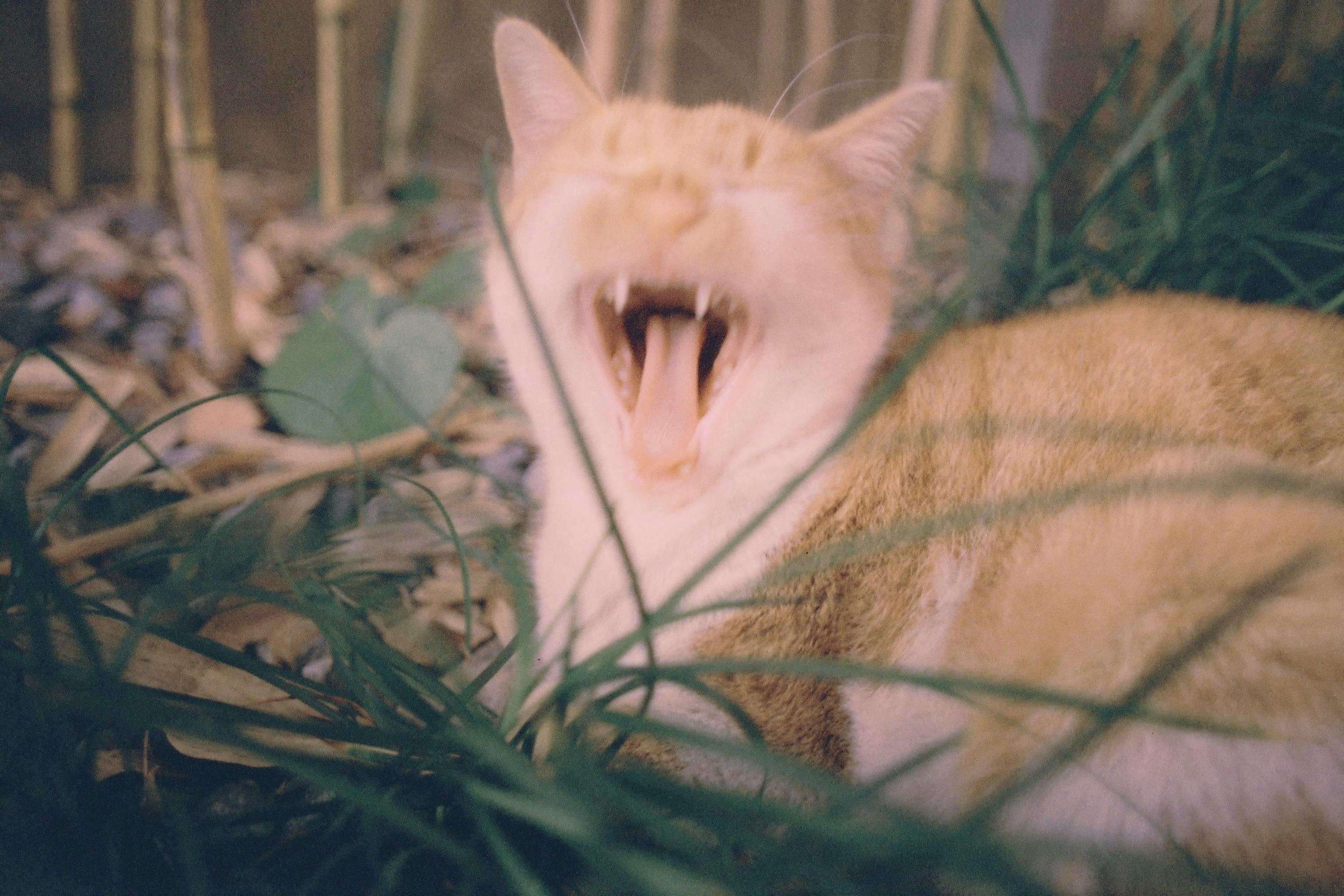 草の中であくびをするオレンジ色の猫