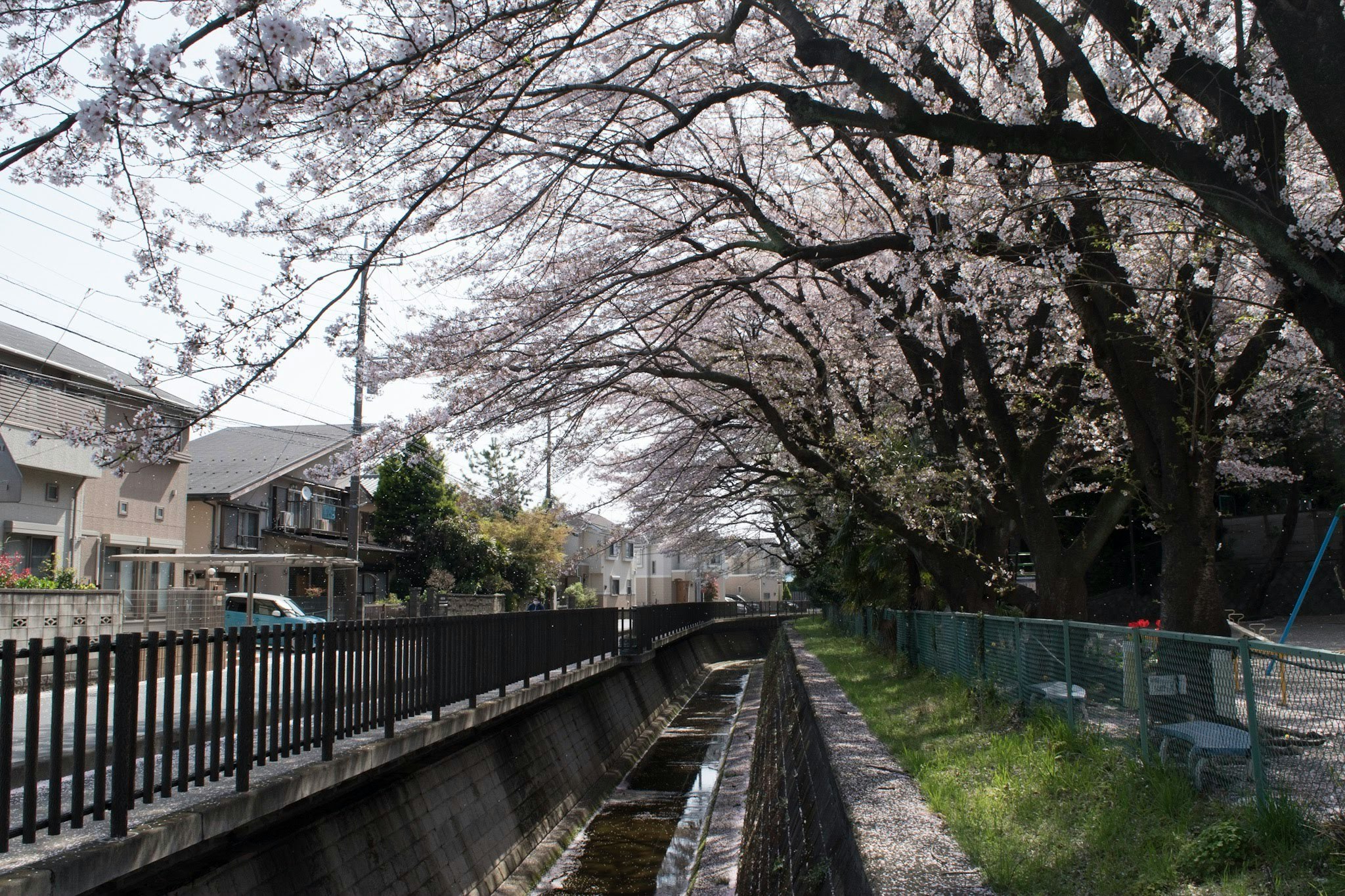桜の並木と用水路沿いの遊歩道のある住宅街の風景