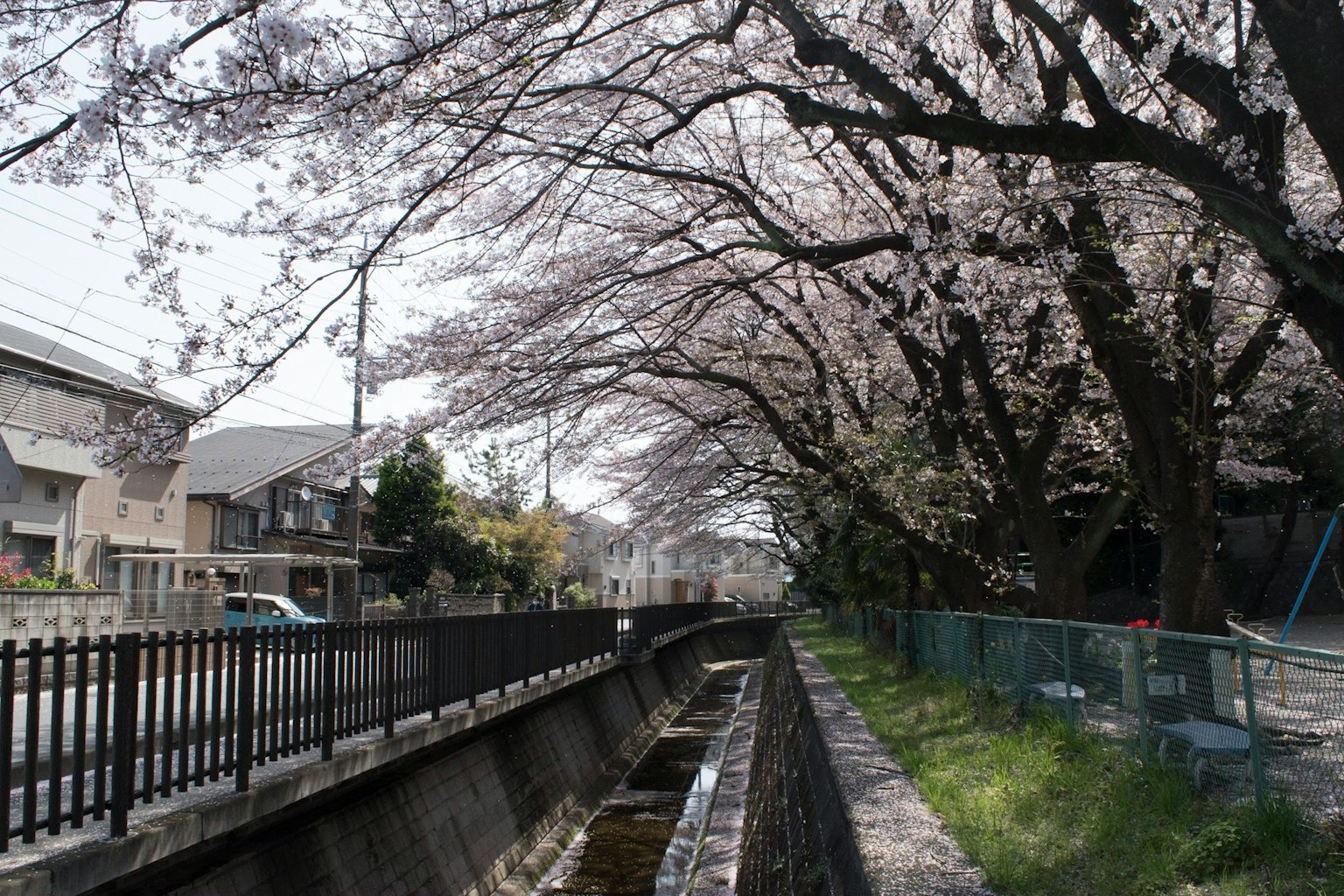 Vista escénica de cerezos en flor a lo largo de un canal