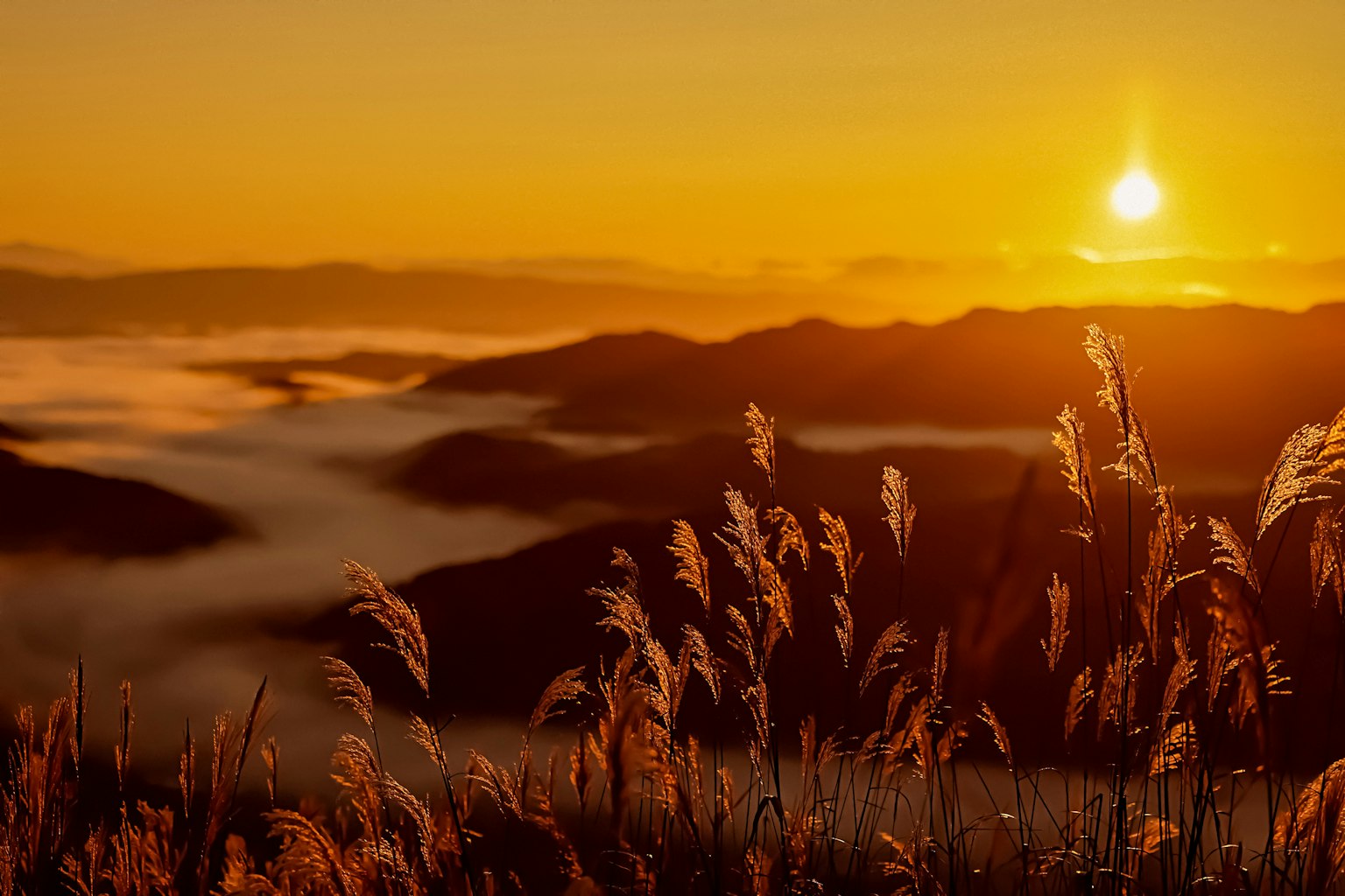 Scenic view of sunset over mountains with golden grass in foreground