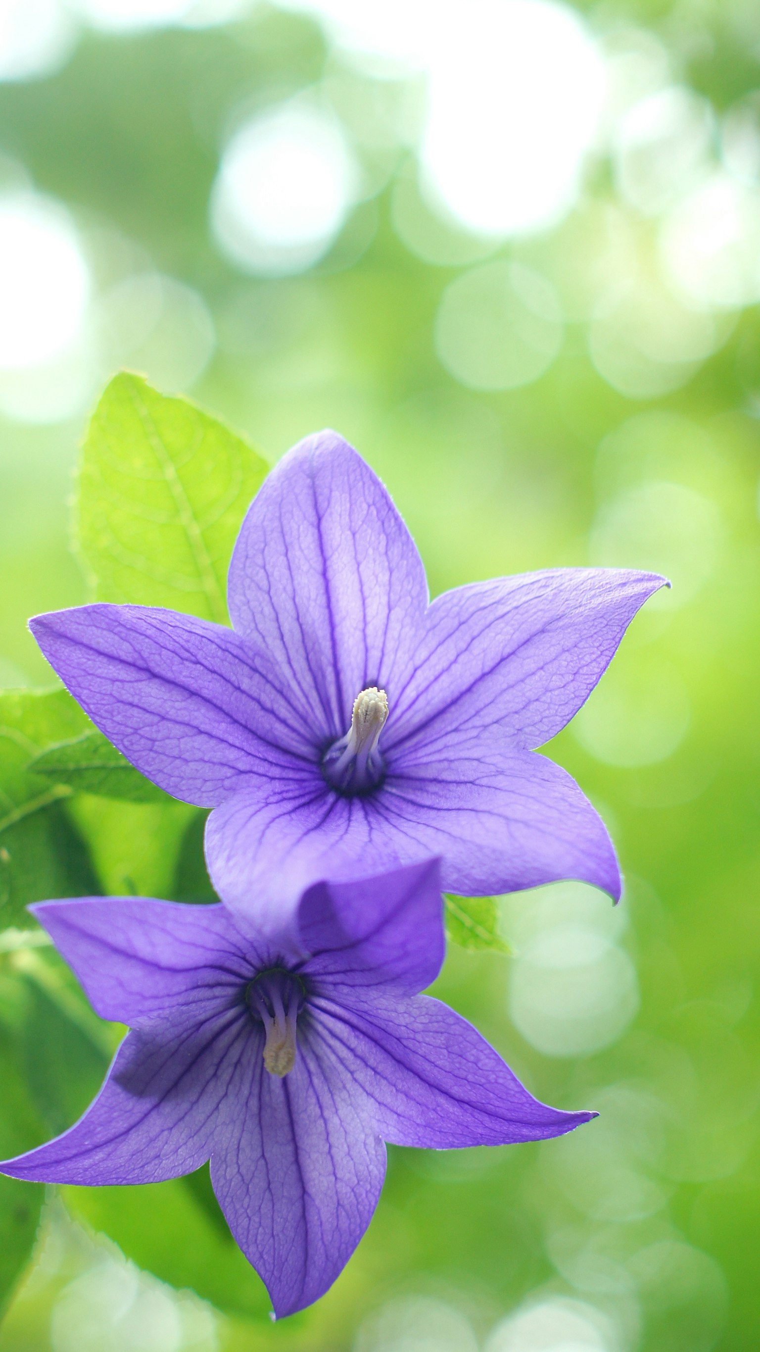 Dos flores moradas vibrantes sobre un fondo verde