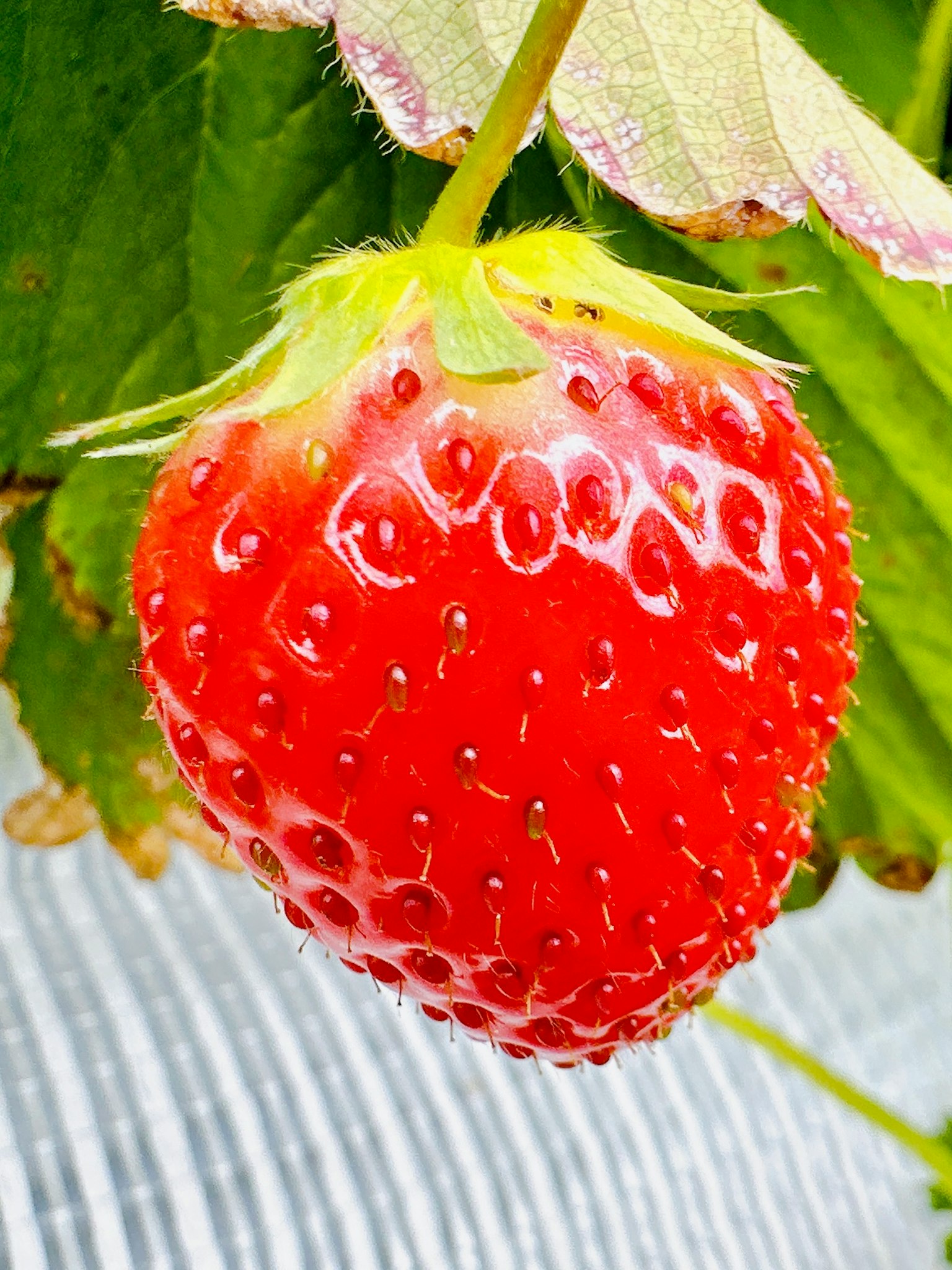 Sebuah stroberi merah cerah tergantung di antara daun hijau