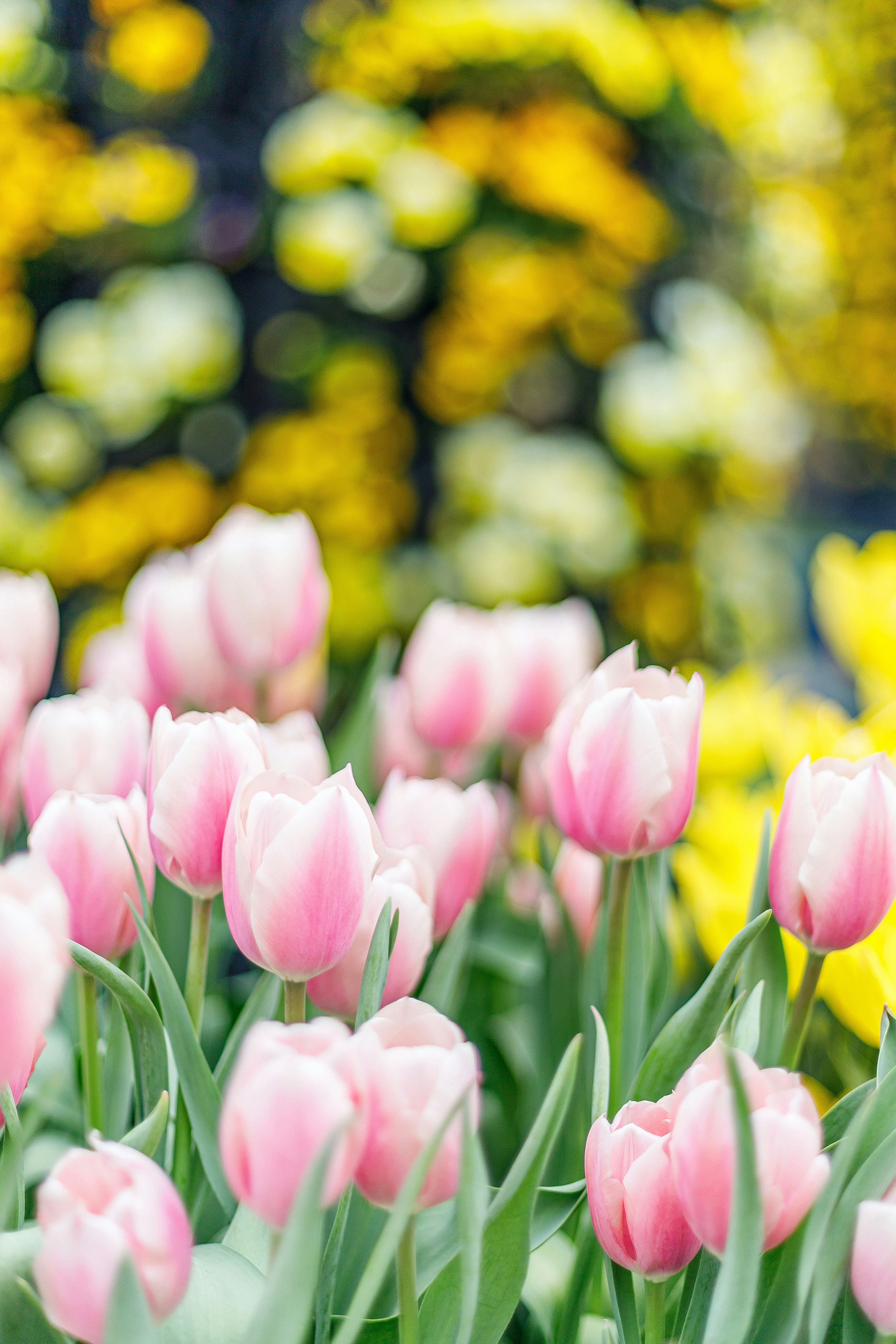 ピンクのチューリップが咲き並ぶ花畑のボケ背景