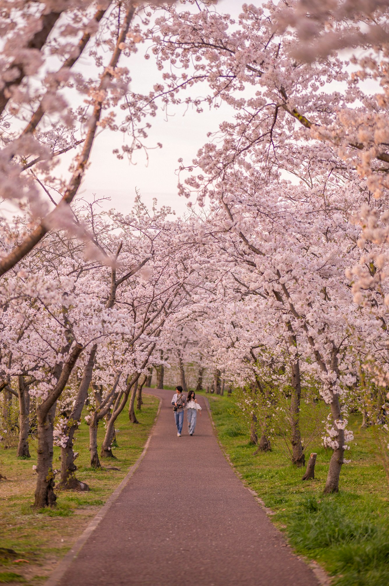桜のトンネルの小道を歩く人々の残照