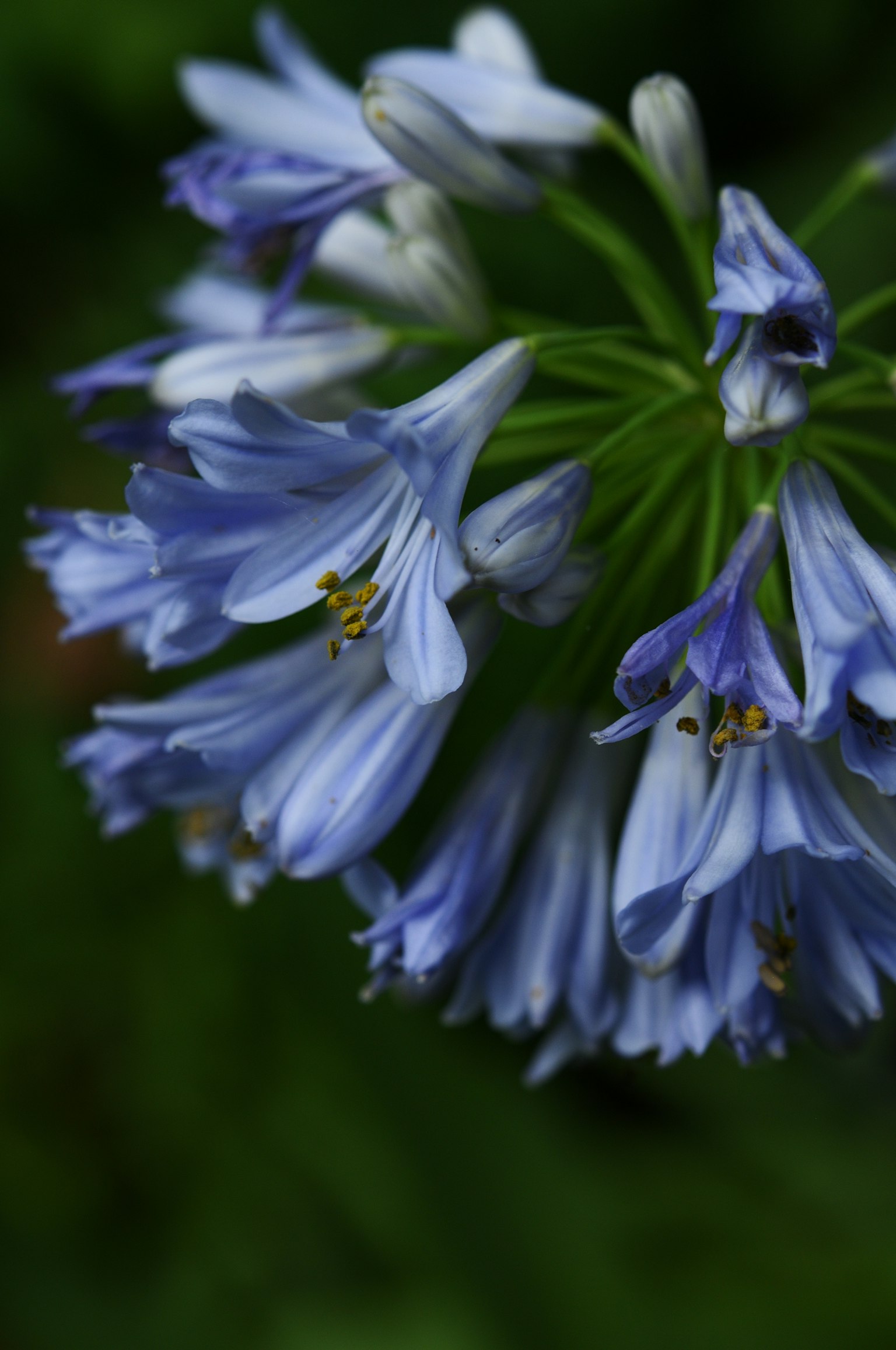 Raggruppamento di fiori blu con petali delicati