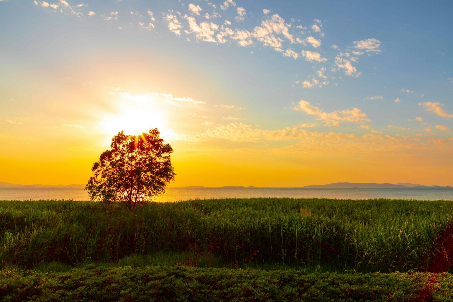 Ein einsamer Baum in einem weiten Feld mit einem atemberaubenden Sonnenuntergang im Hintergrund