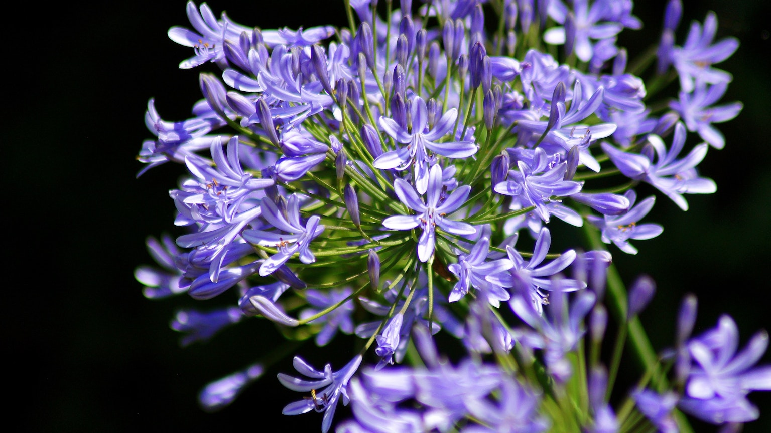Cluster of small purple flowers against a dark background