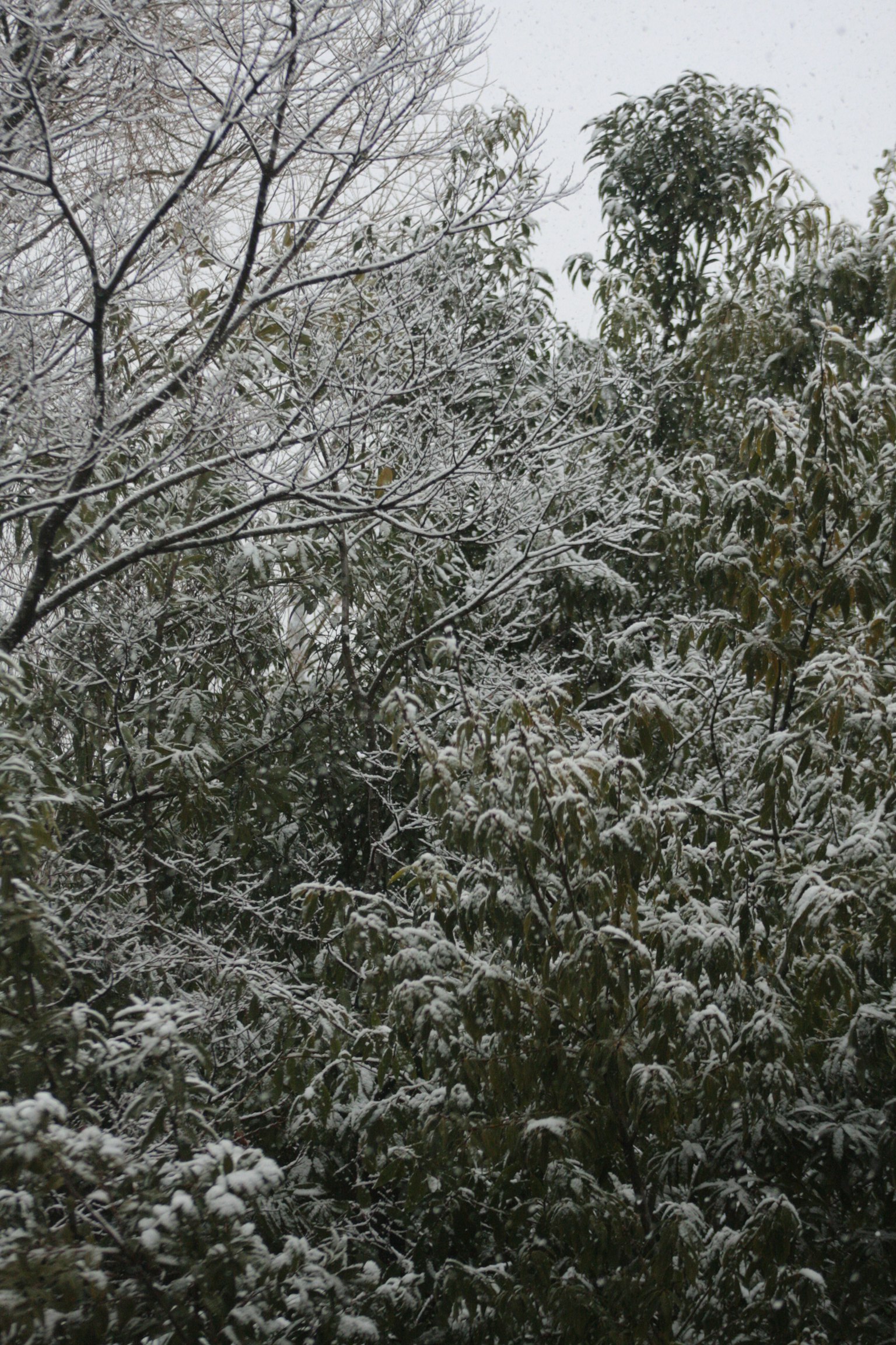Alberi e bambù coperti di neve in un paesaggio invernale