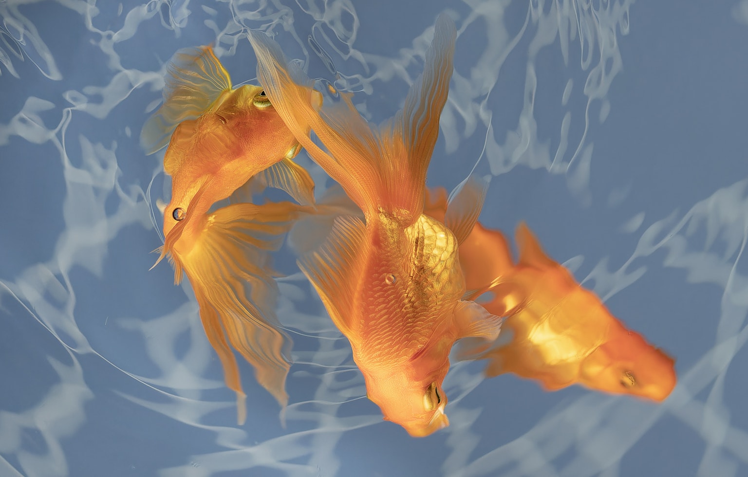 Un groupe de poissons rouges nageant dans l'eau claire avec un fond bleu