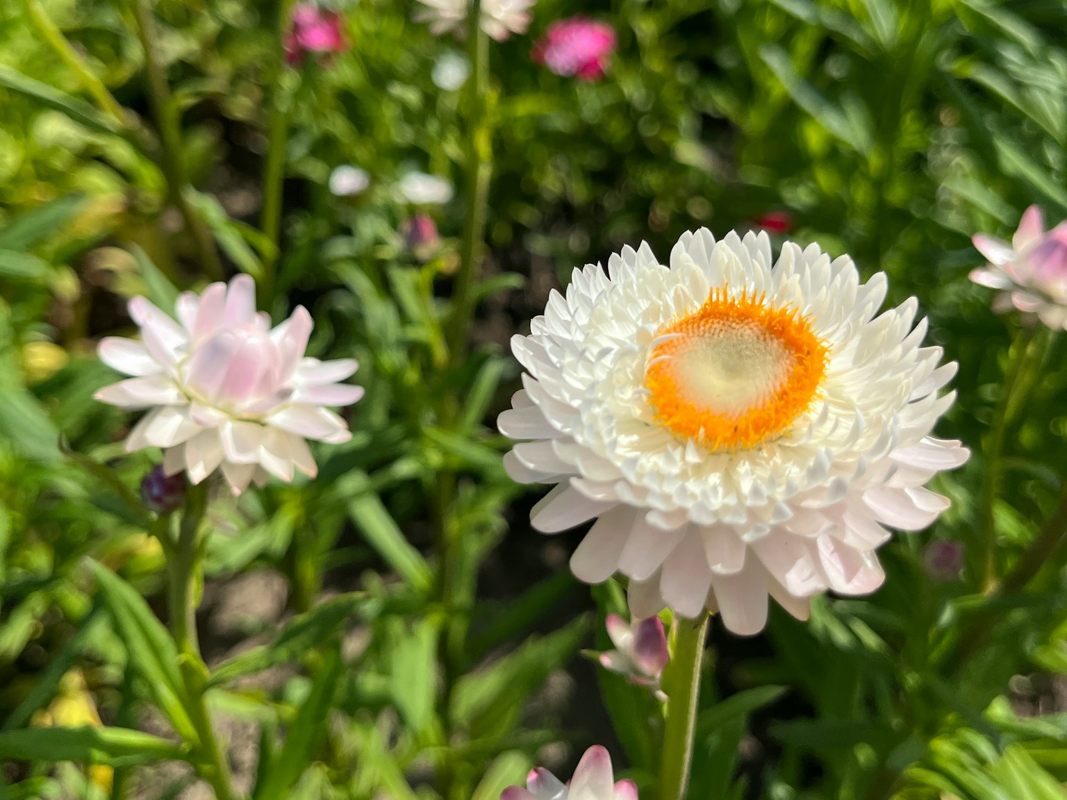 一個花園場景，白色花朵中間有橙色，周圍環繞著小花