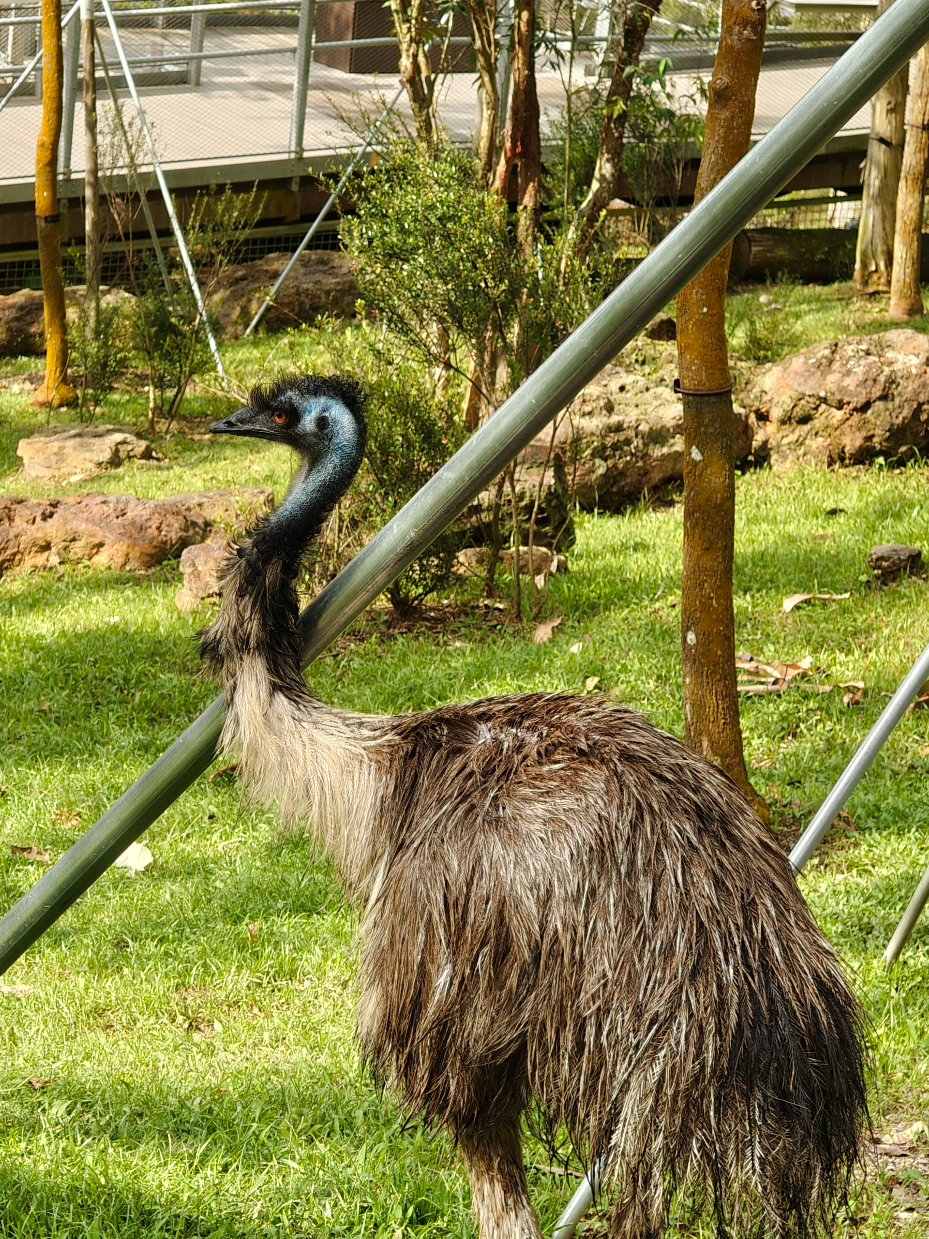鳥類展示場の芝生で首を伸ばすエミュー