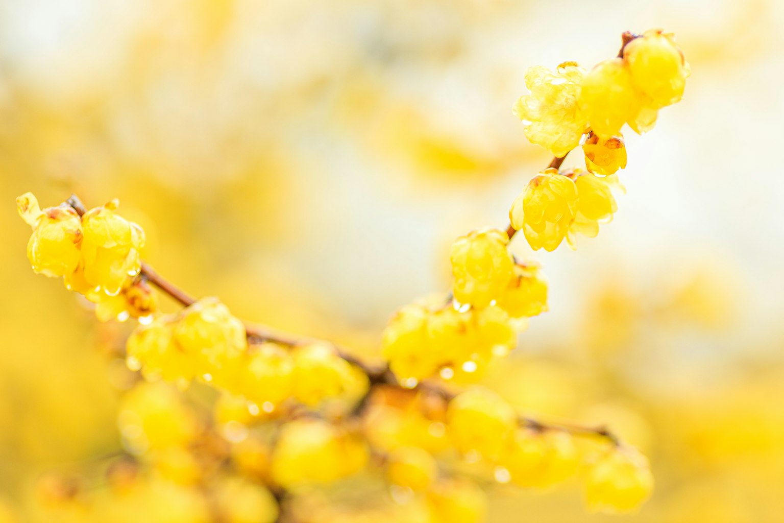 Gambar close-up cabang dengan bunga kuning