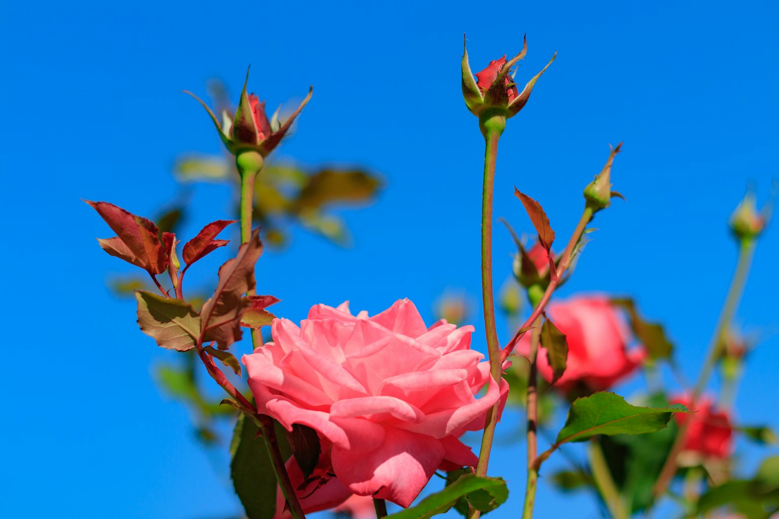 Rosa rosa vibrante che fiorisce sotto un cielo blu chiaro con nuovi boccioli