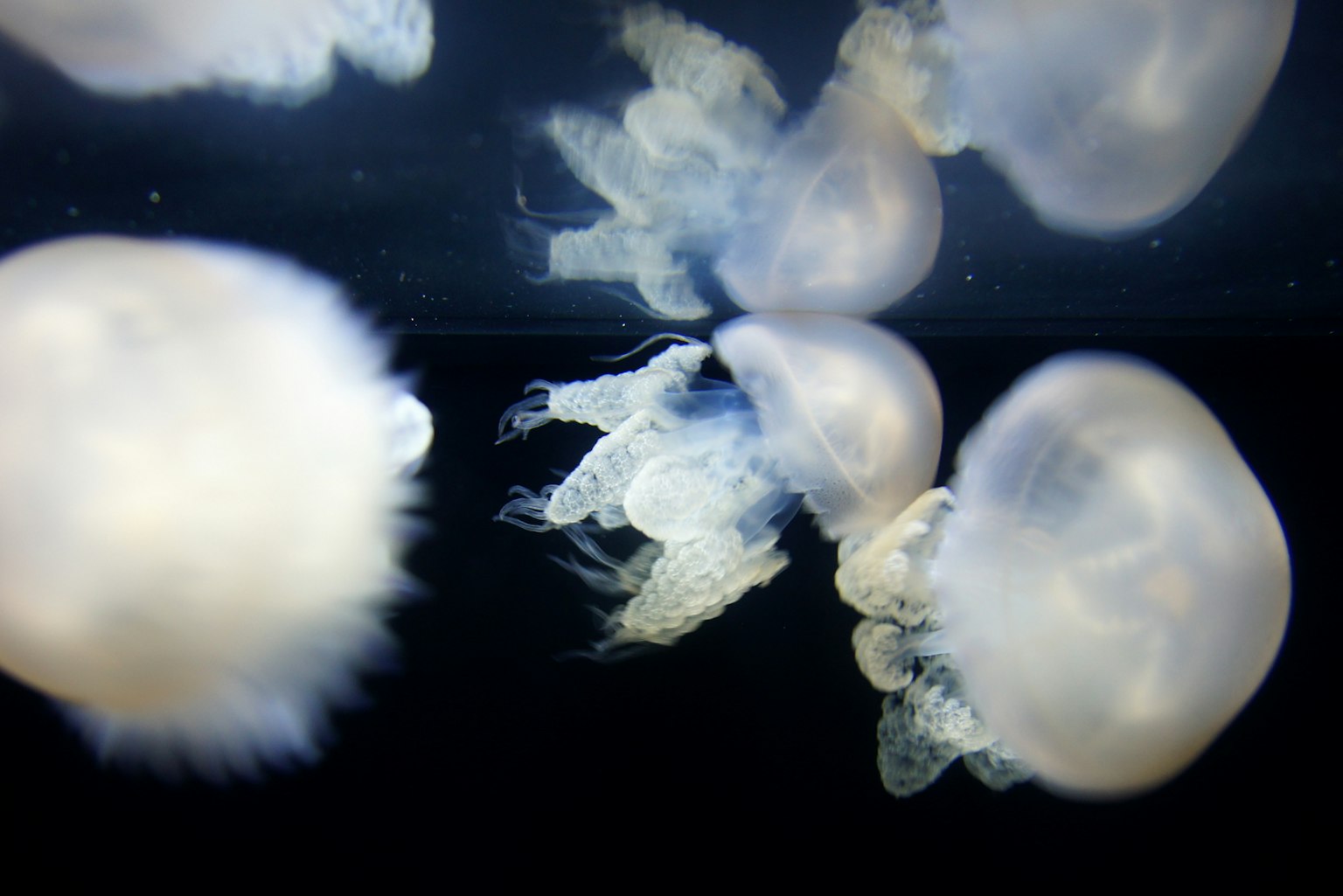 水族館中游動的水母圖像
