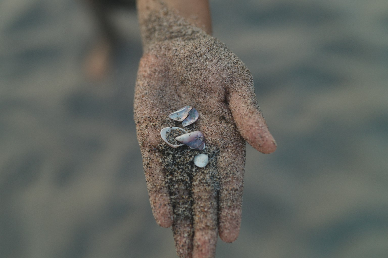 มือที่ถือเปลือกหอยและทรายบนชายหาด