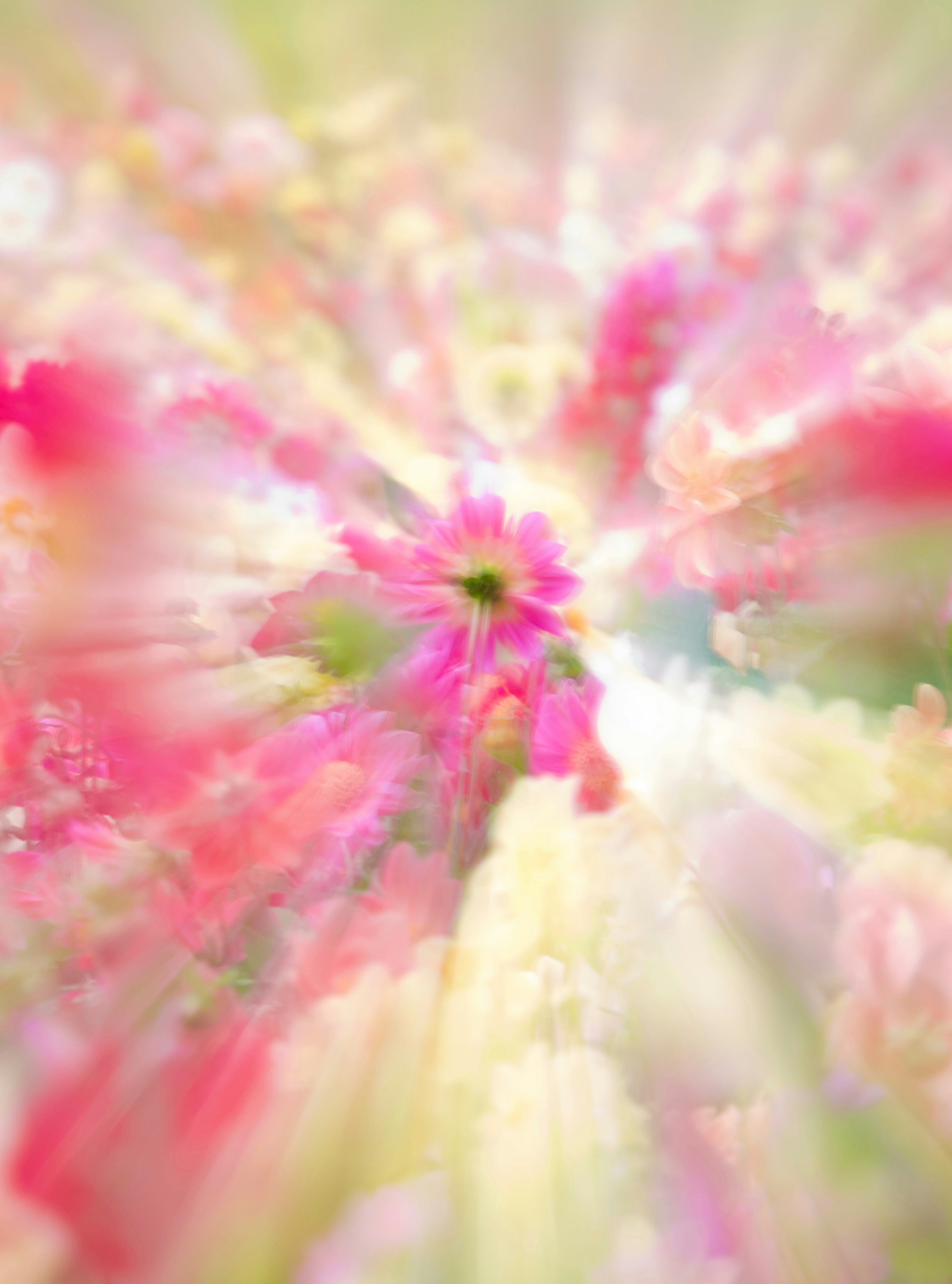色とりどりの花畑の中心に咲く花の幻想的な放射状ボケ