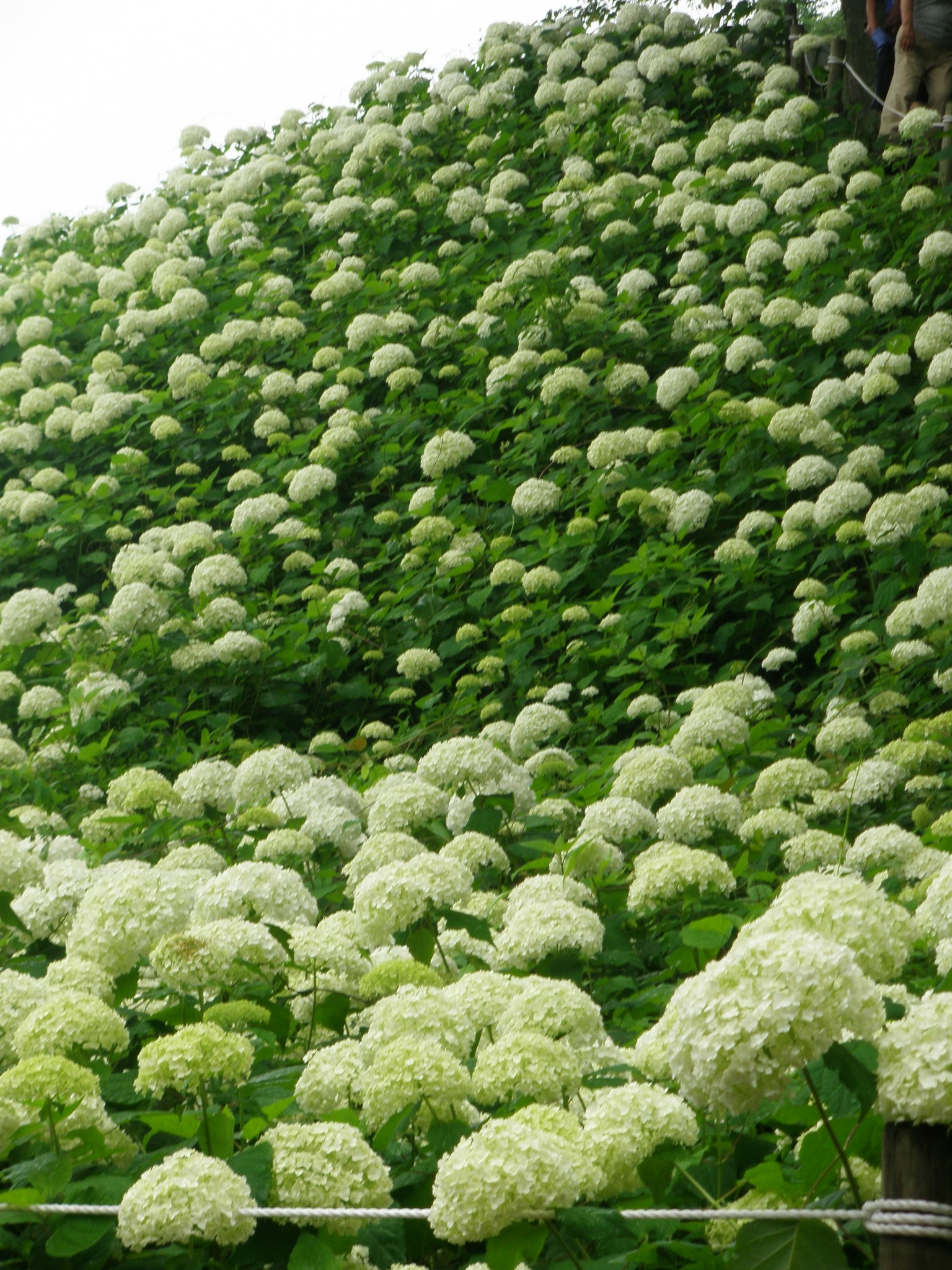 Una collina lussureggiante coperta di ortensie bianche in fiore