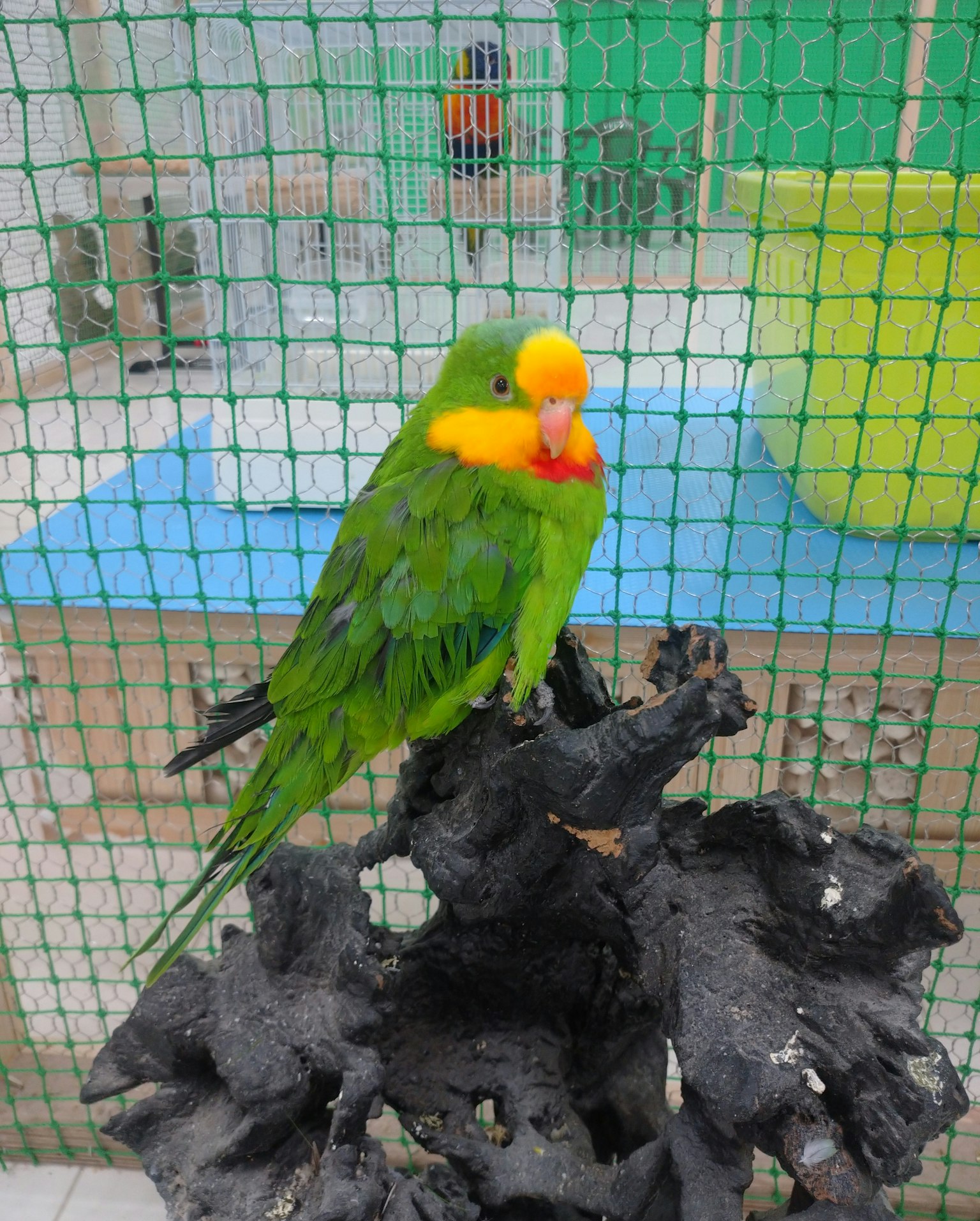 Grüner Papagei sitzt auf einer schwarzen Holzstruktur mit einem Netz im Hintergrund