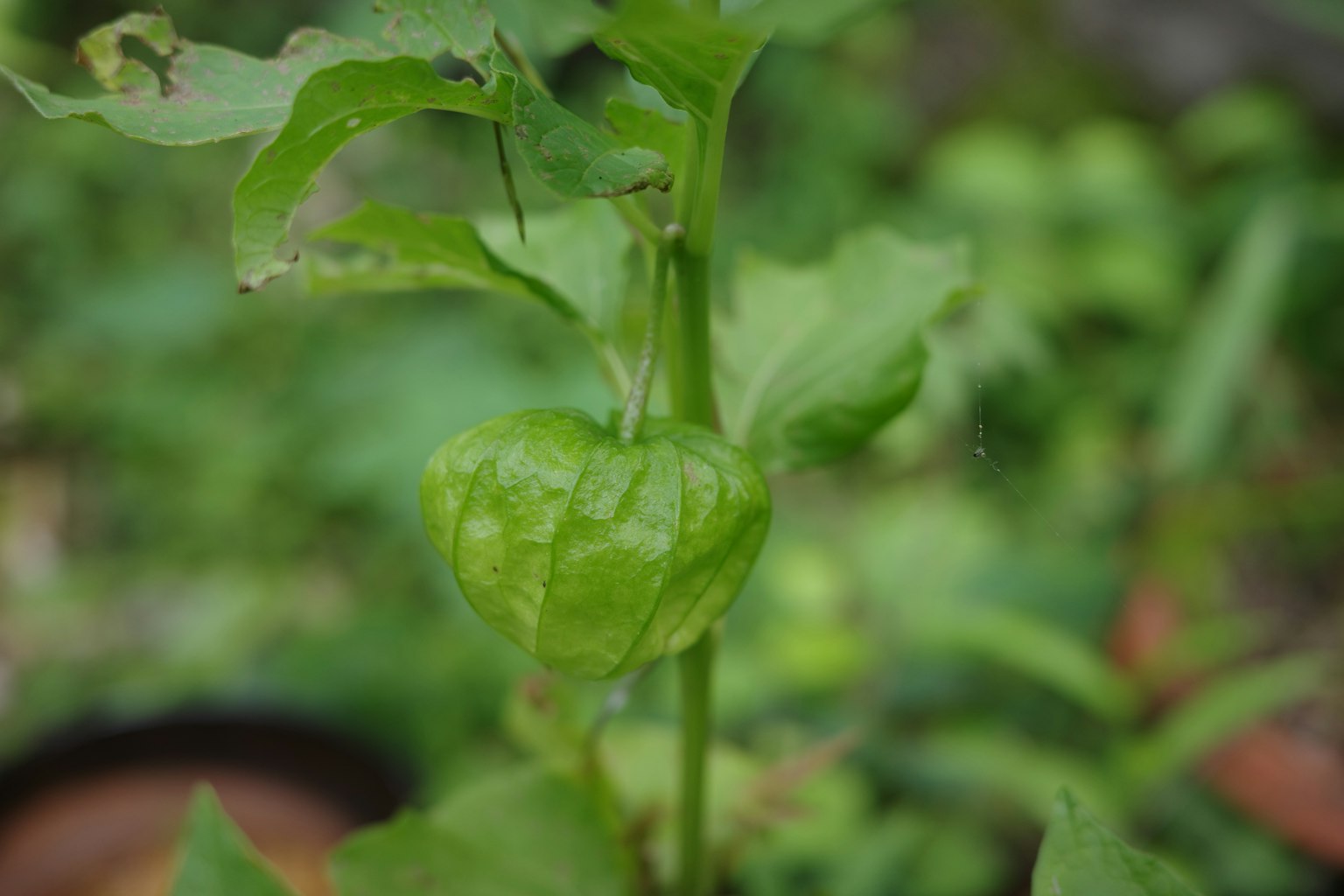 Foto en primer plano de una planta con un fruto verde