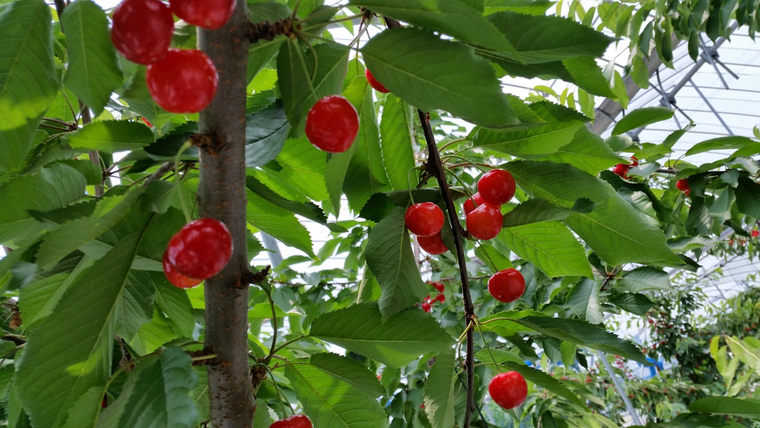 Pohon dengan buah merah dan daun hijau