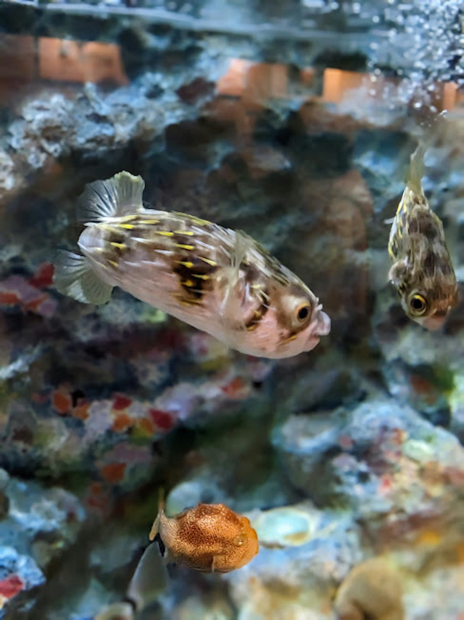 鱼在水族馆中游泳，背景色彩斑斓