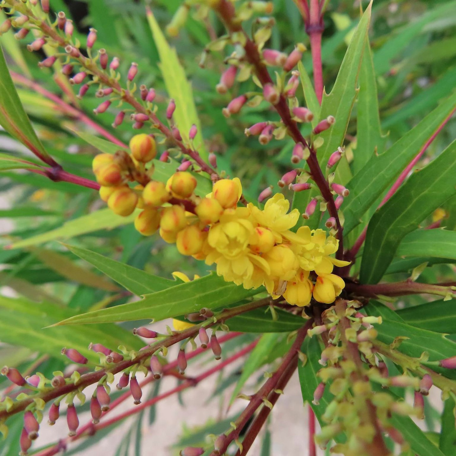 Primo piano di una pianta con fiori gialli e foglie verdi