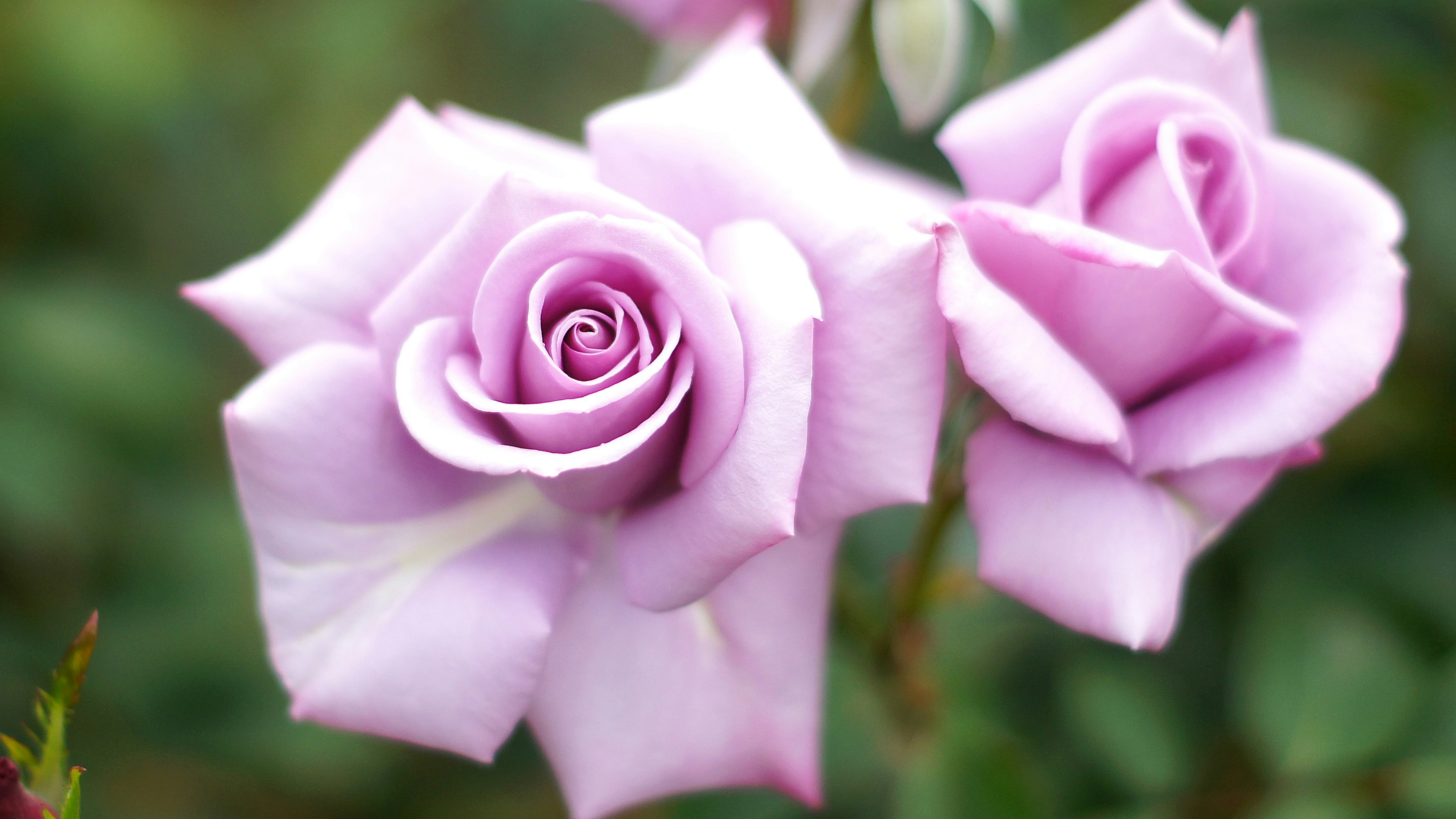 淡いピンクのバラの花が寄り添うクローズアップ