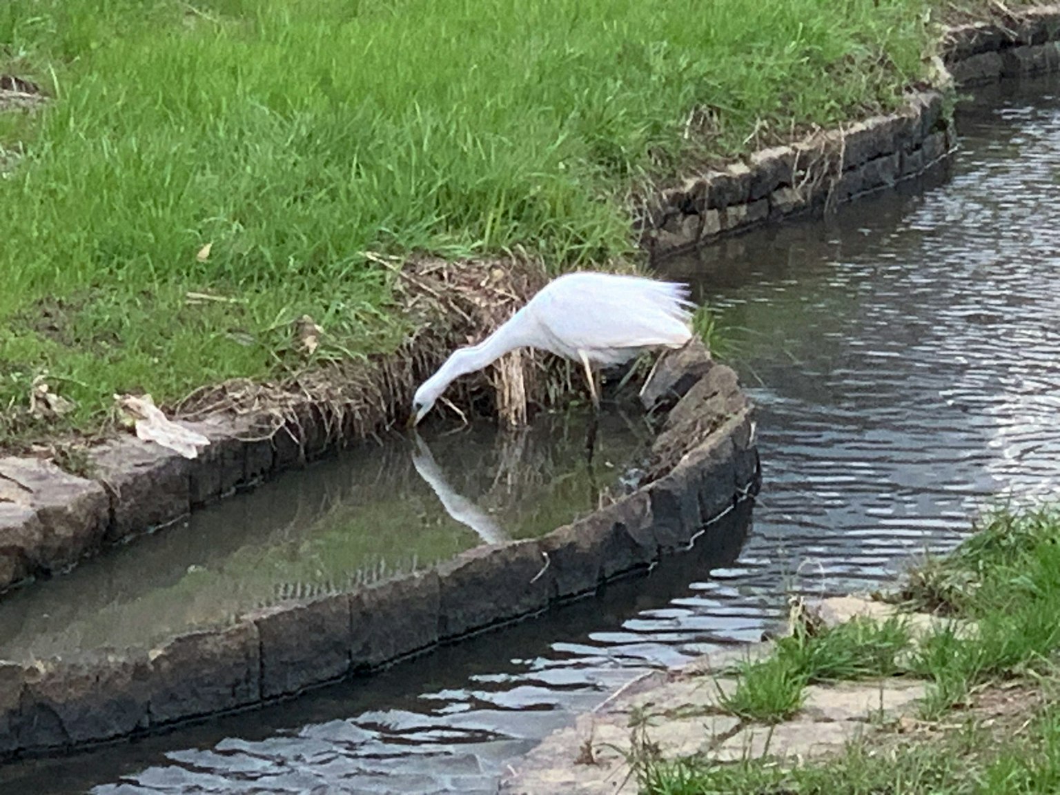 一隻白鷺在小溪旁的草地上俯身看水