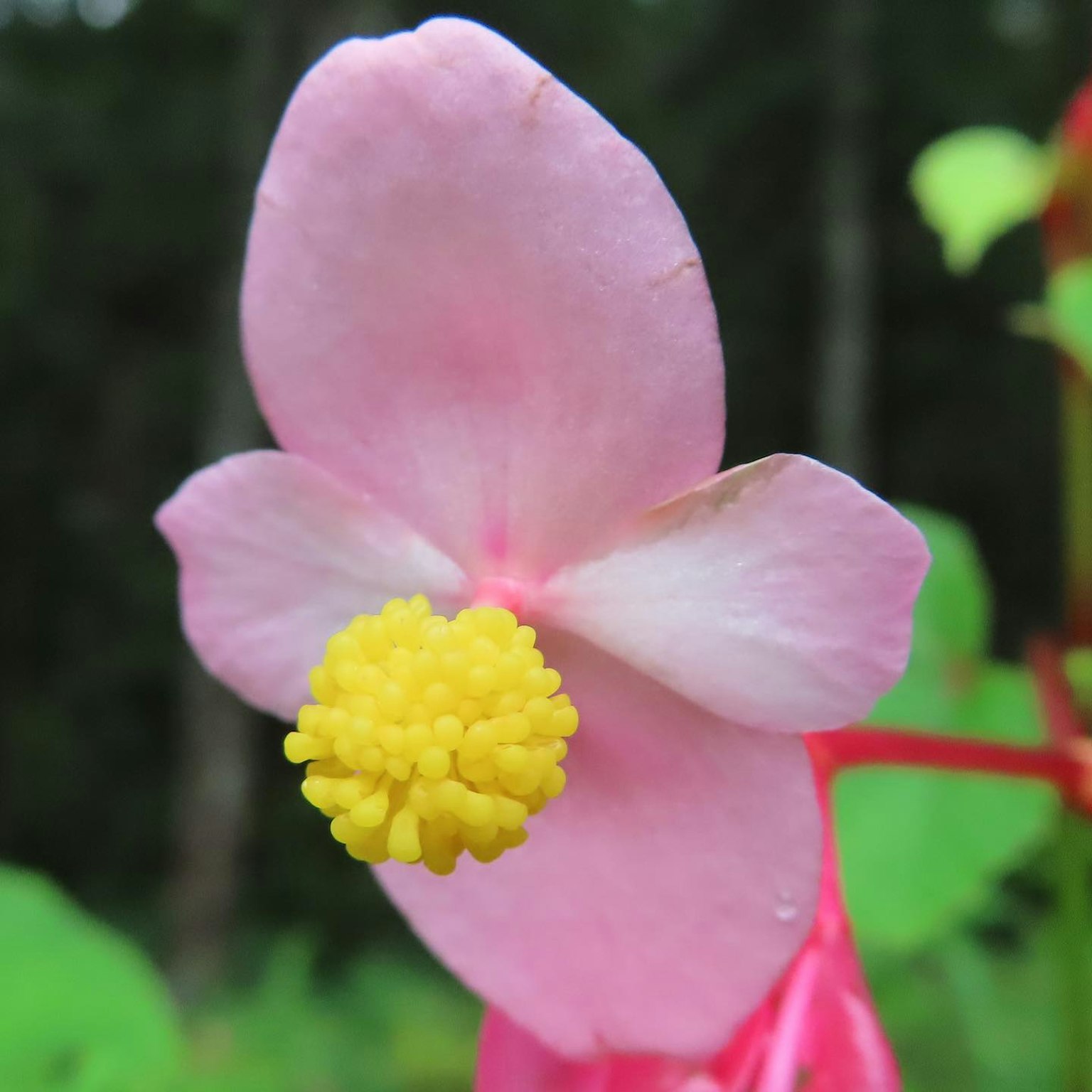 Fiore bellissimo con petali rosa e centro giallo