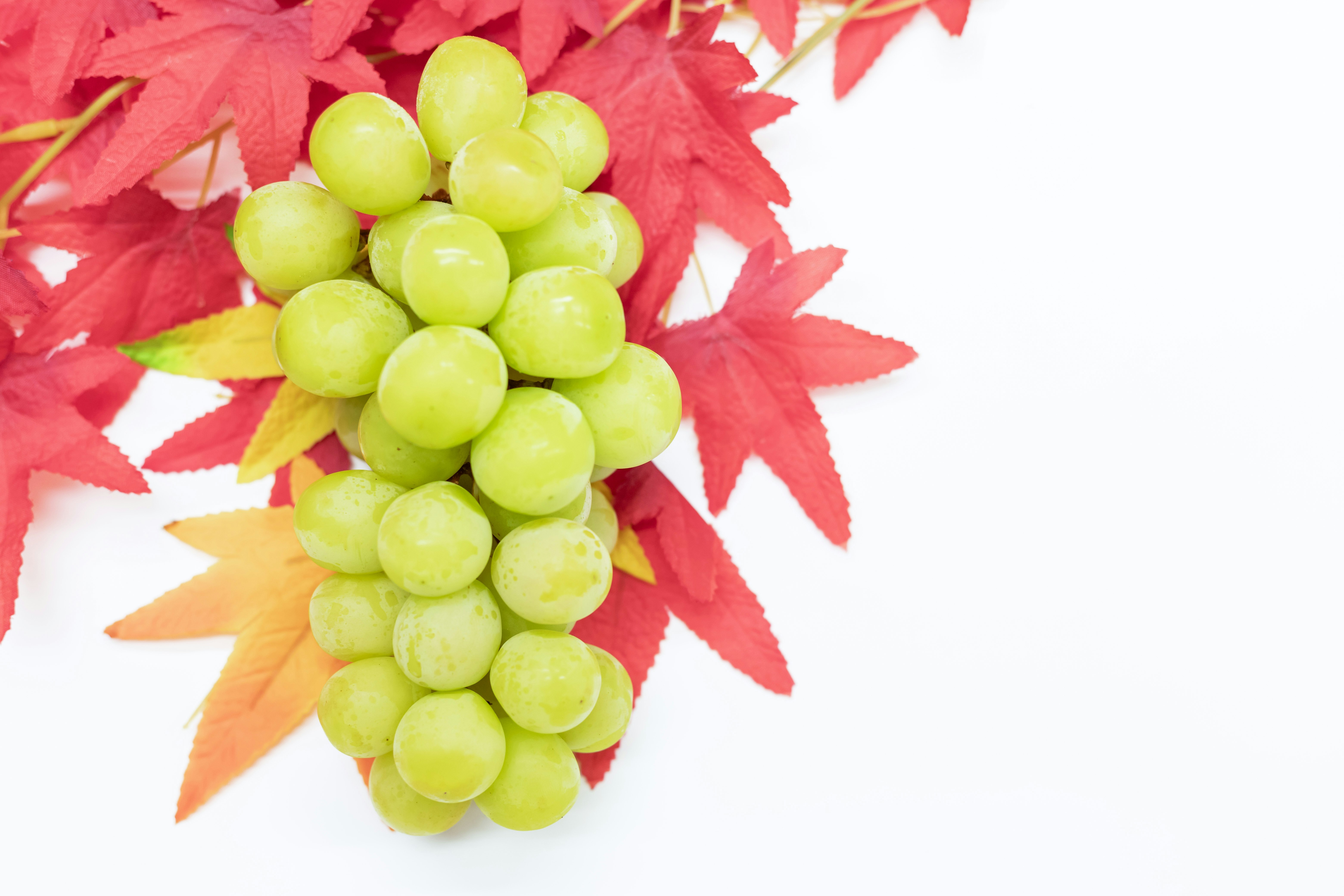 赤い紅葉の葉に包まれた緑のぶどう房