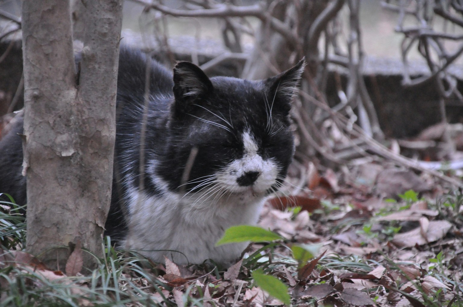 Kucing hitam putih yang beristirahat di dekat pohon
