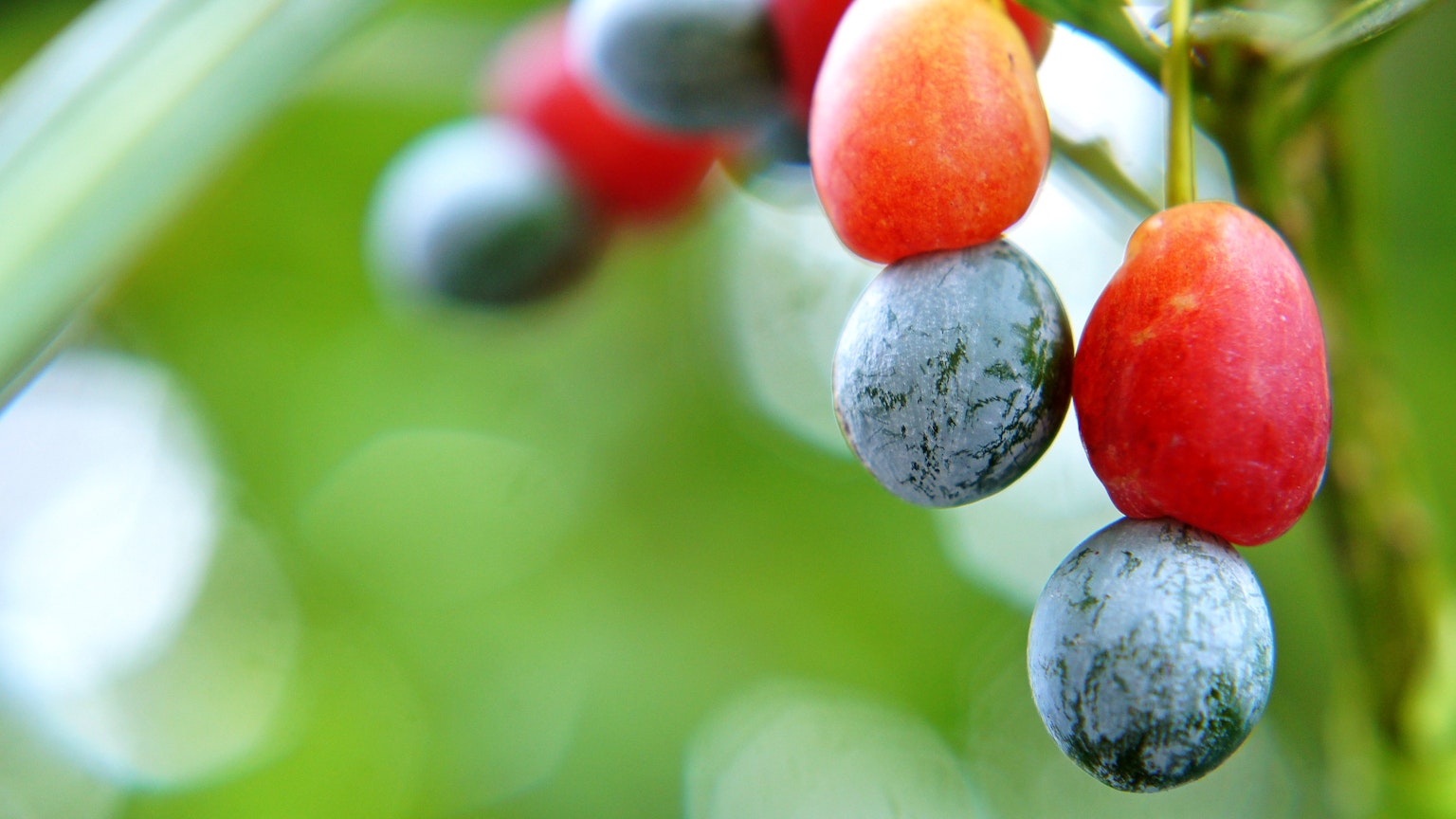 Buah merah dan biru di latar belakang hijau