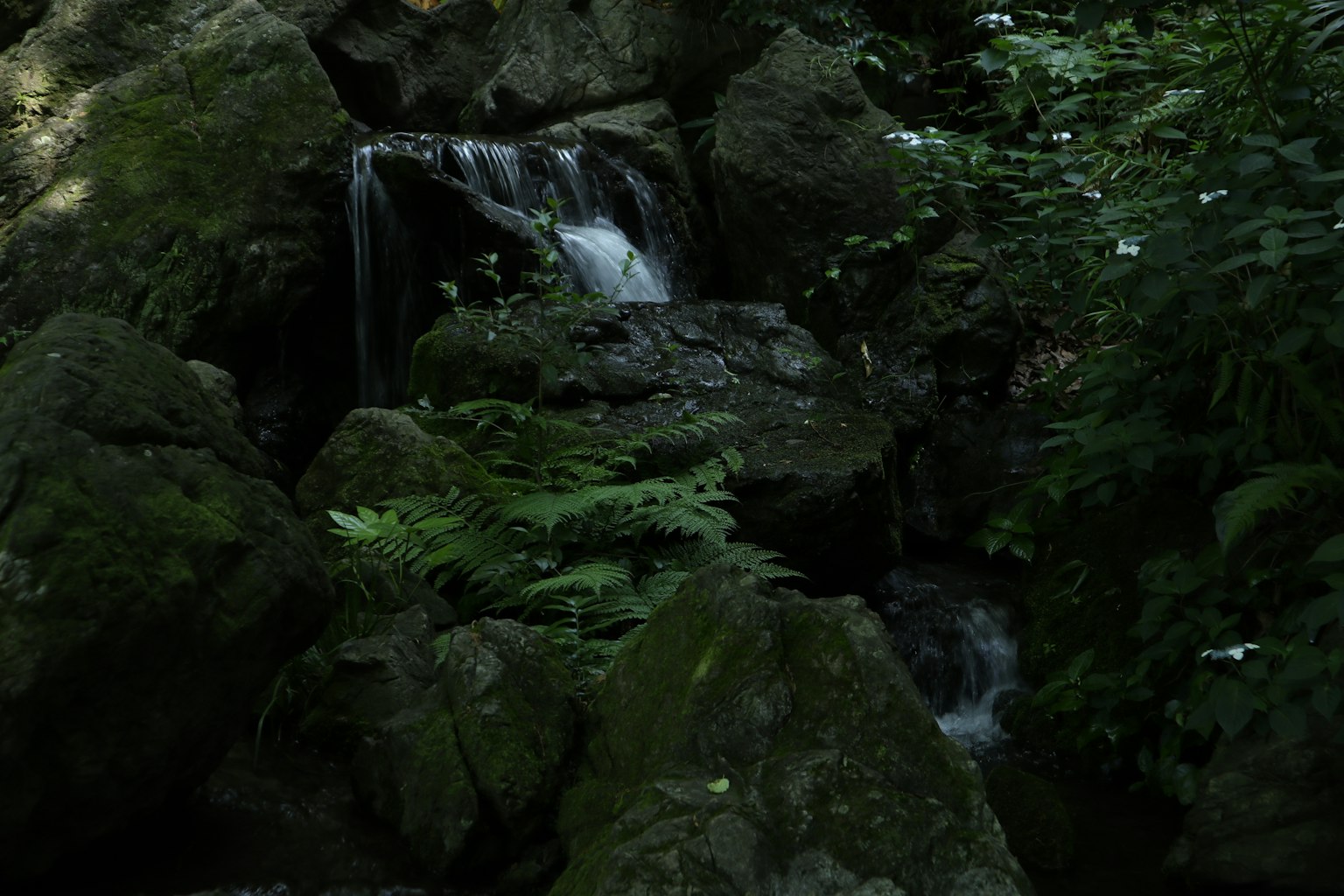 Petite cascade entourée de feuilles vertes et de rochers