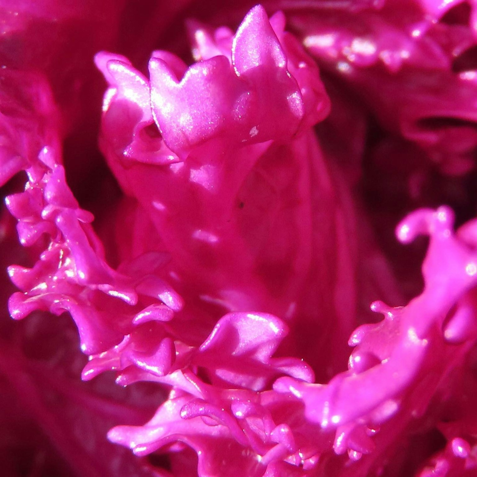 Close-up tanaman pink cerah dengan daun bertekstur unik