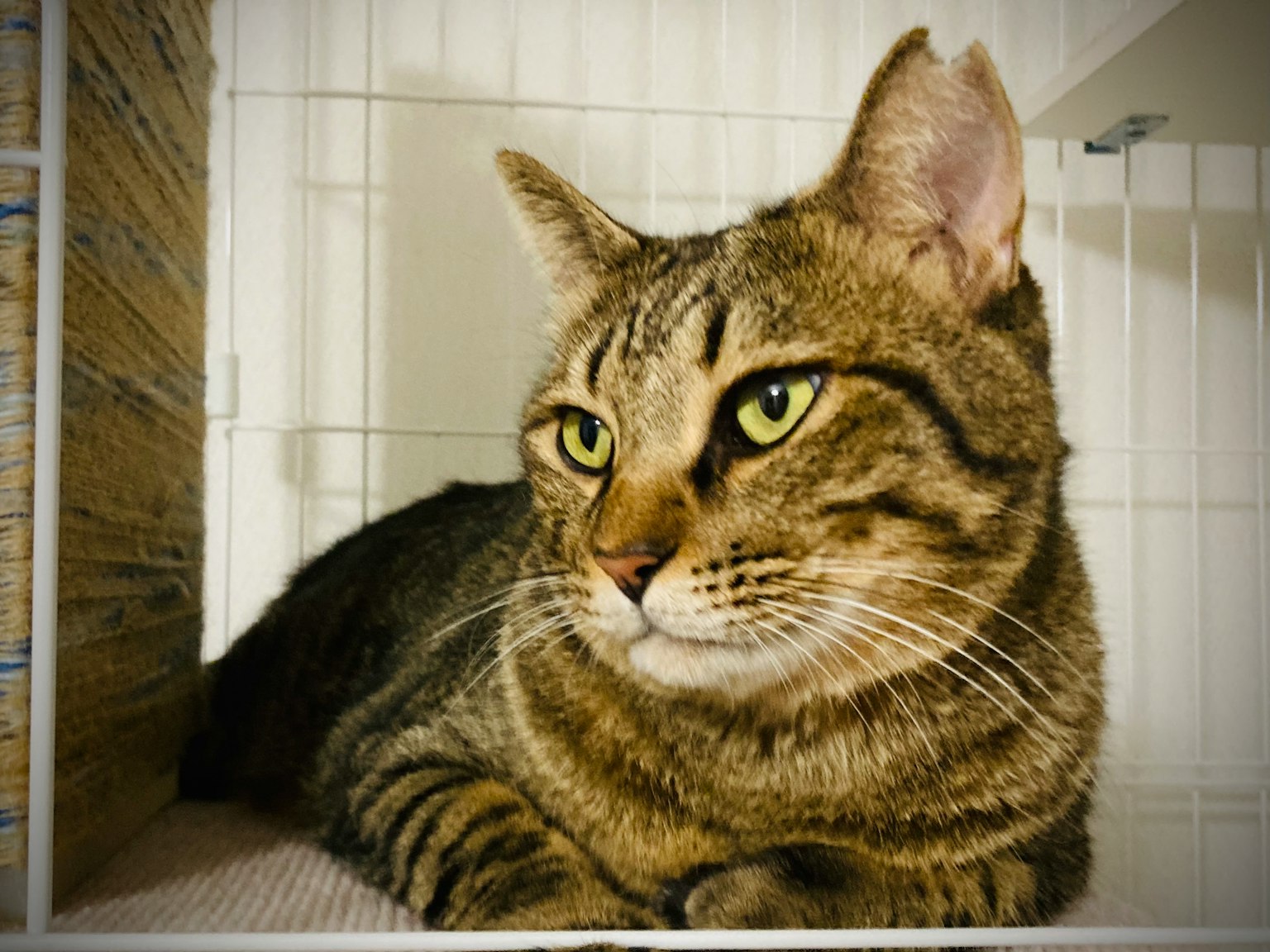 Gato atigrado marrón acostado tranquilamente en una jaula