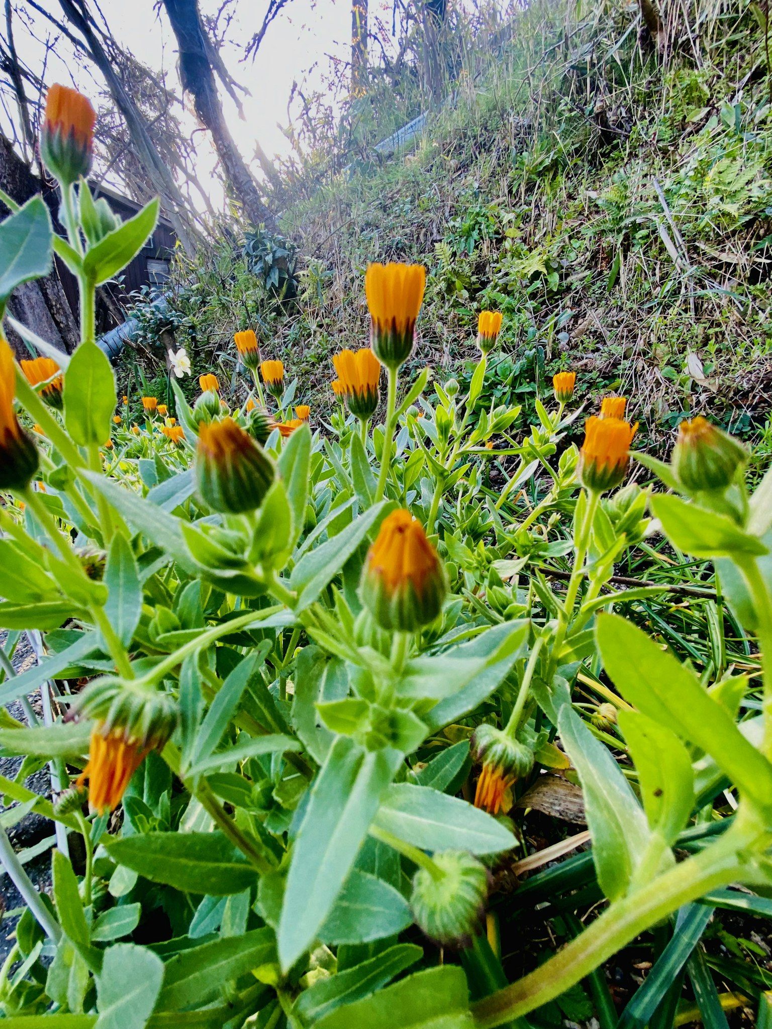 Blühende Pflanzen mit grünen Blättern und orangefarbenen Knospen