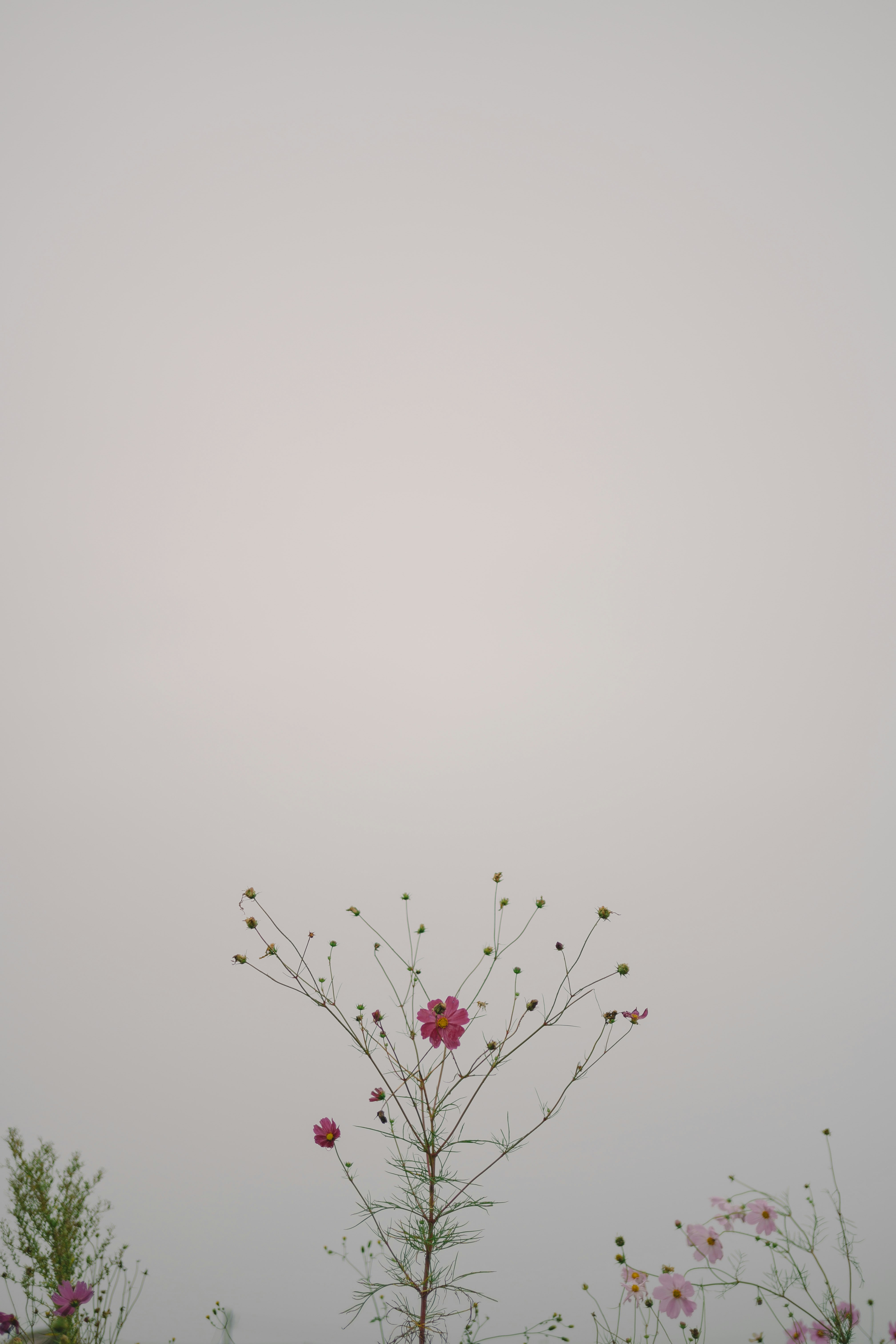 陰天背景下盛開的小花枝