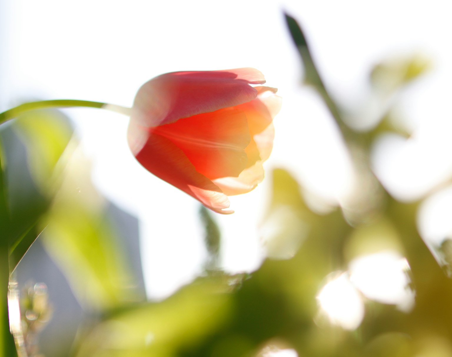 在柔和光線中閃耀的紅色鬱金香花