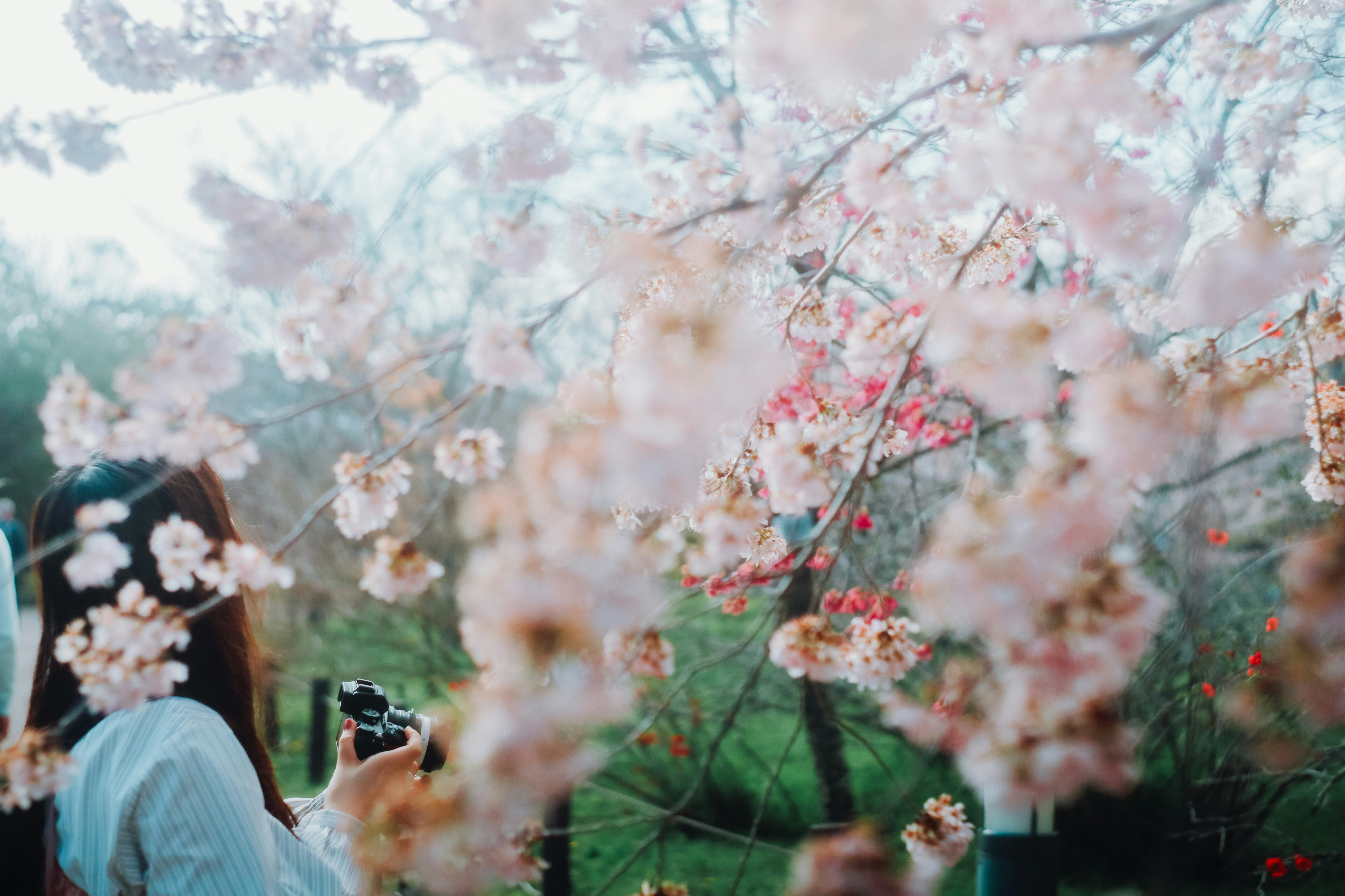 桜の花びらが舞う中でカメラを構える人物