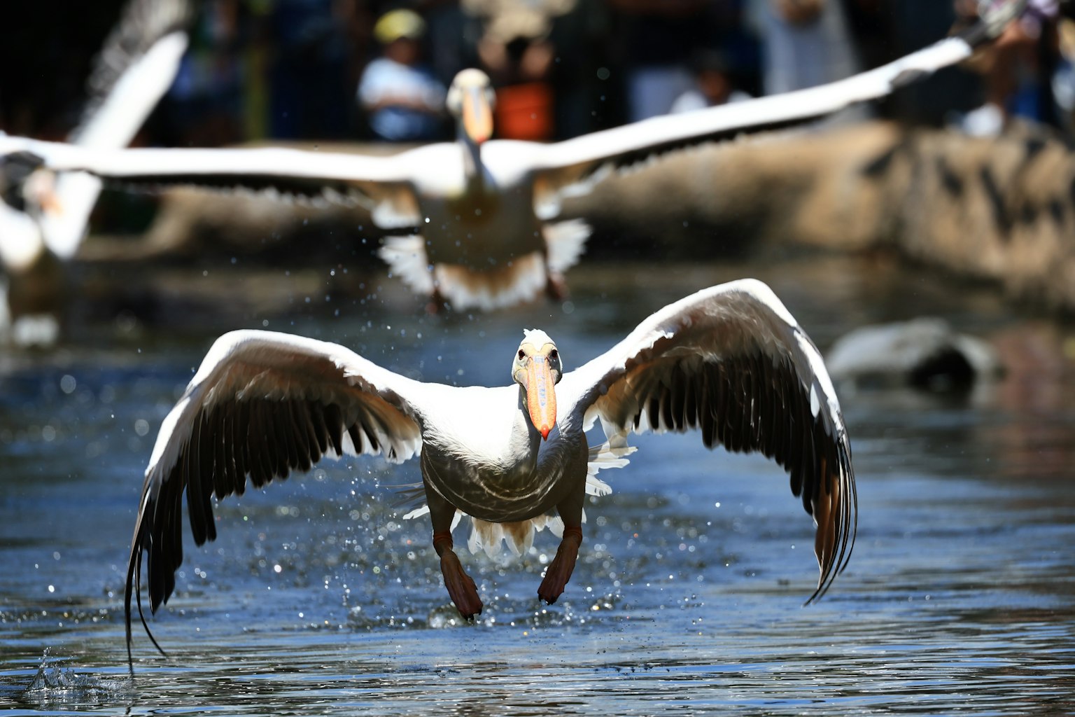 A group of white pelicans landing on the water with spectators in the background