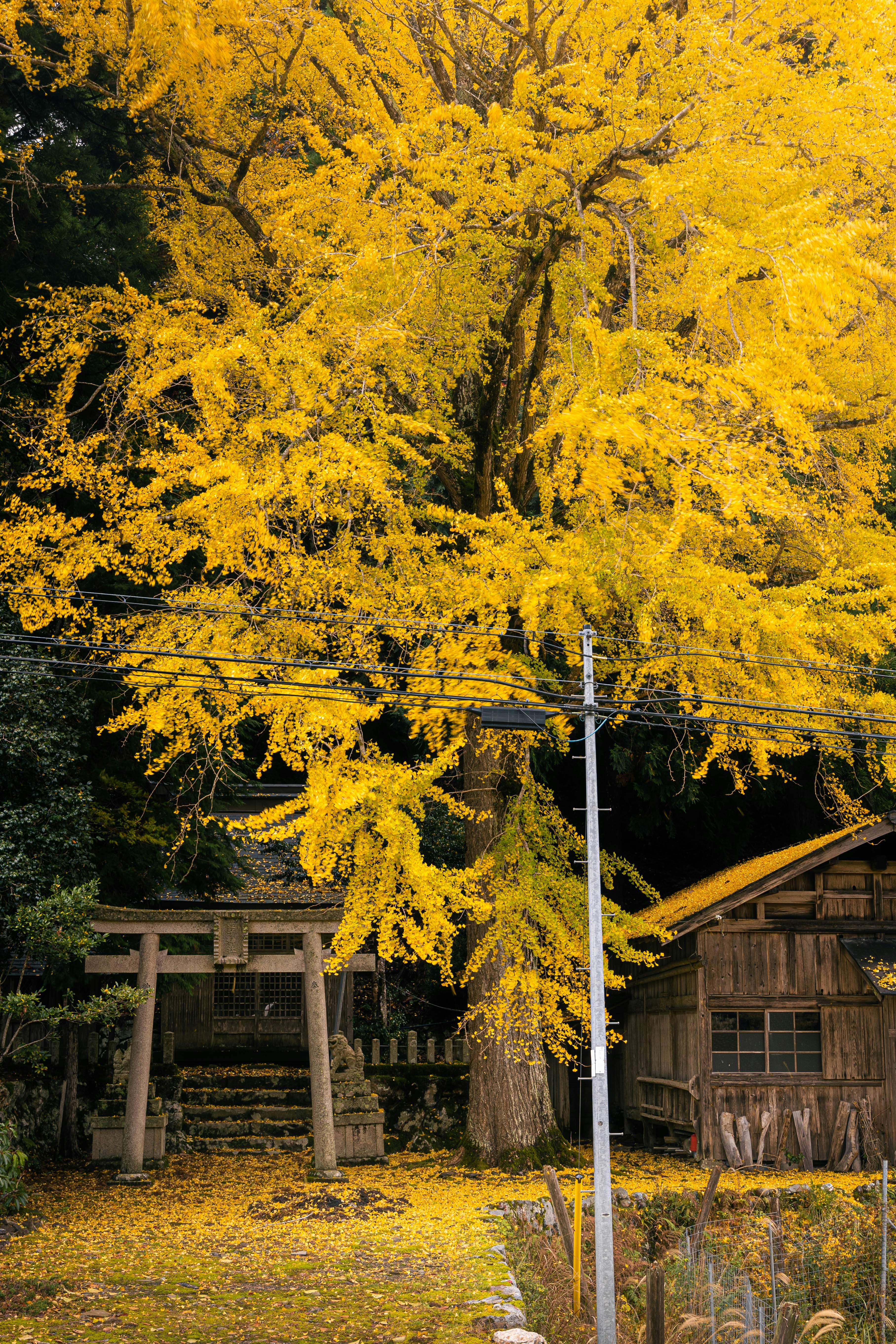 黄金色のイチョウ並木と鳥居のある神社の小道