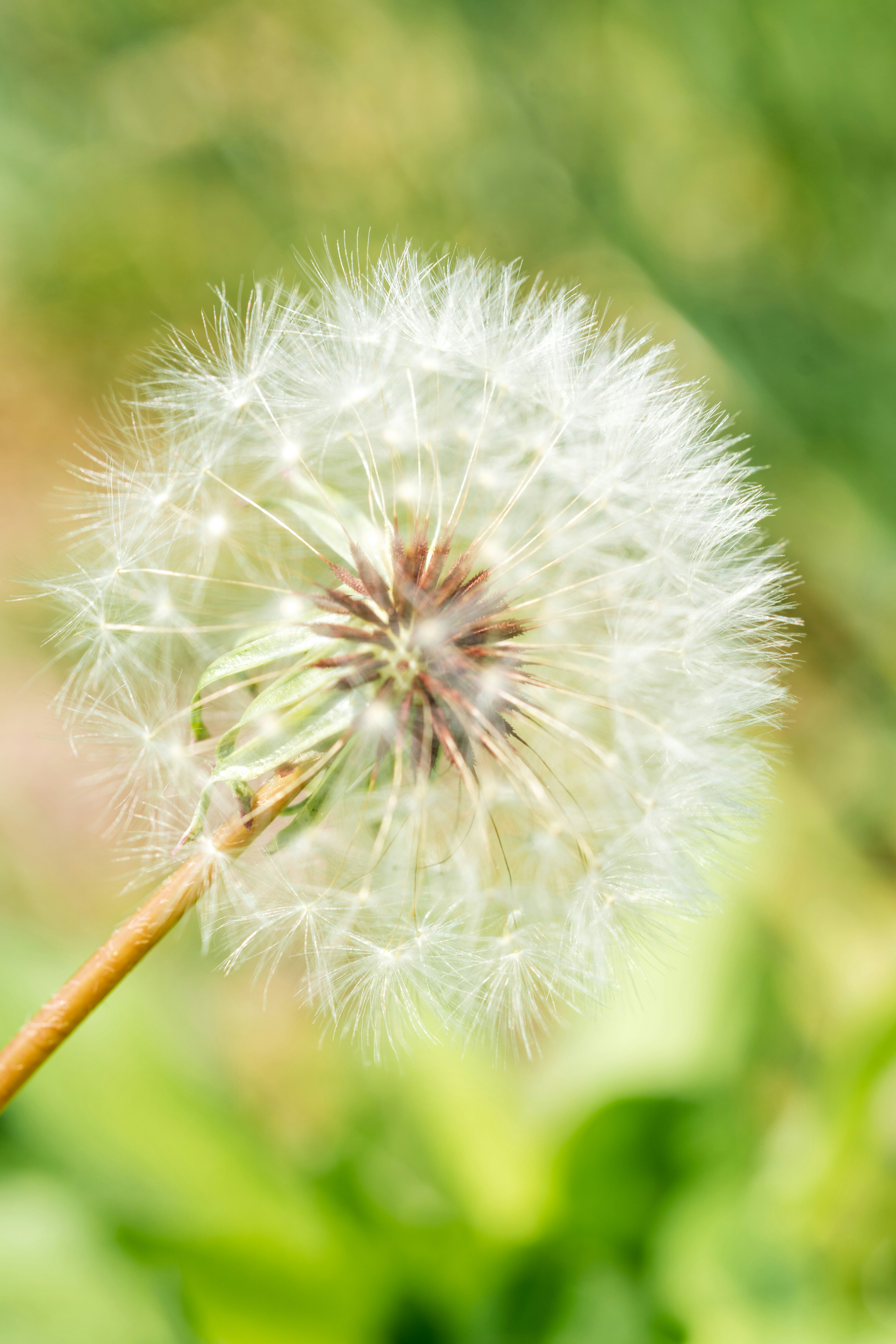 dandelion seed head macro with fluffy seeds