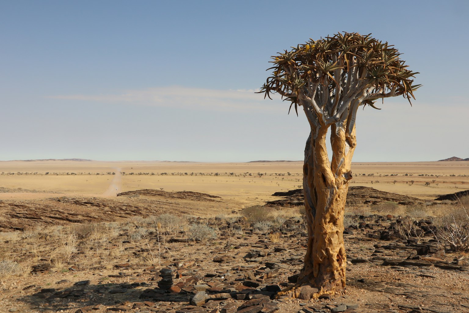 Albero quiver in un paesaggio secco